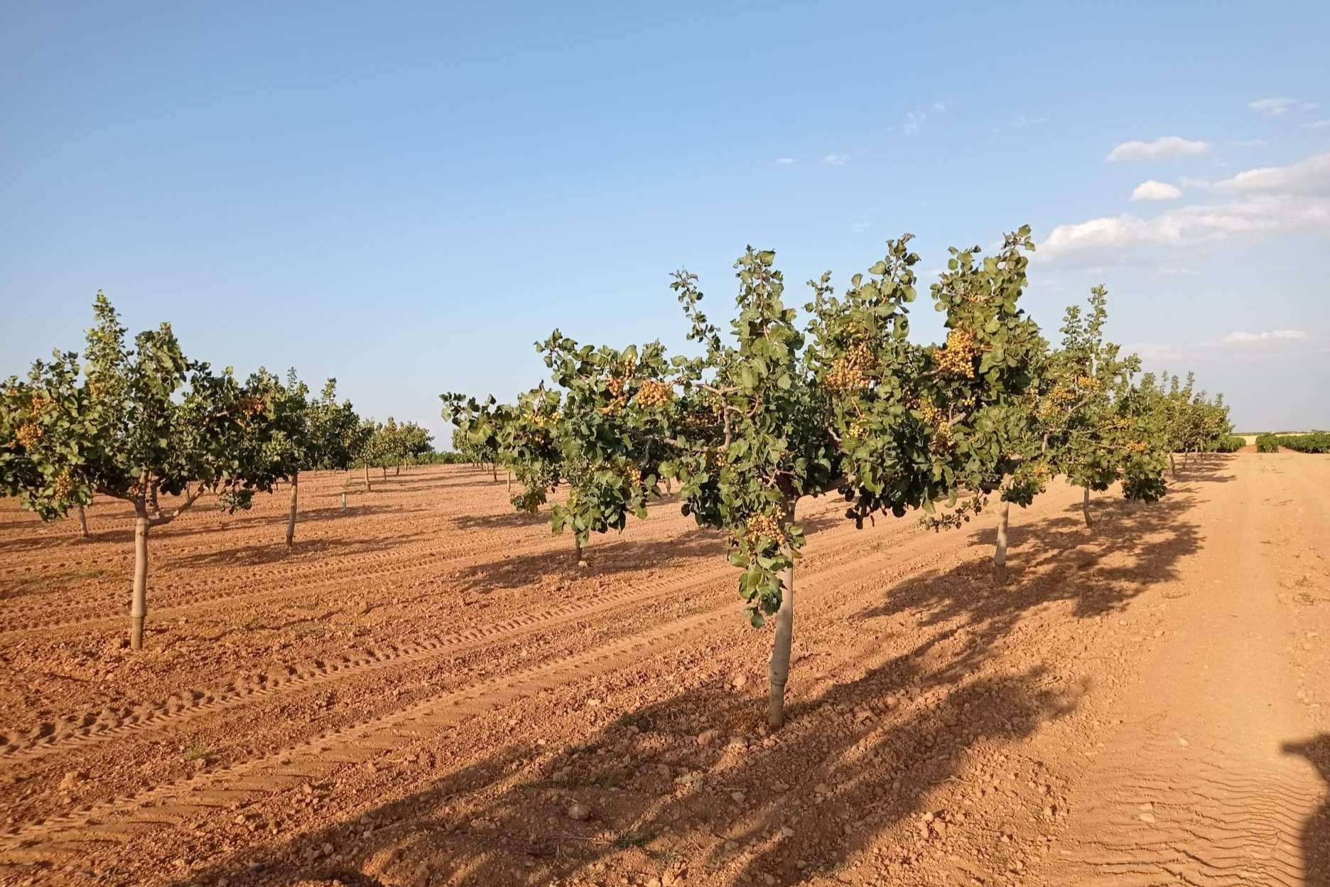 Gextec ofrece asesoramiento sobre plantaciones de pistacho