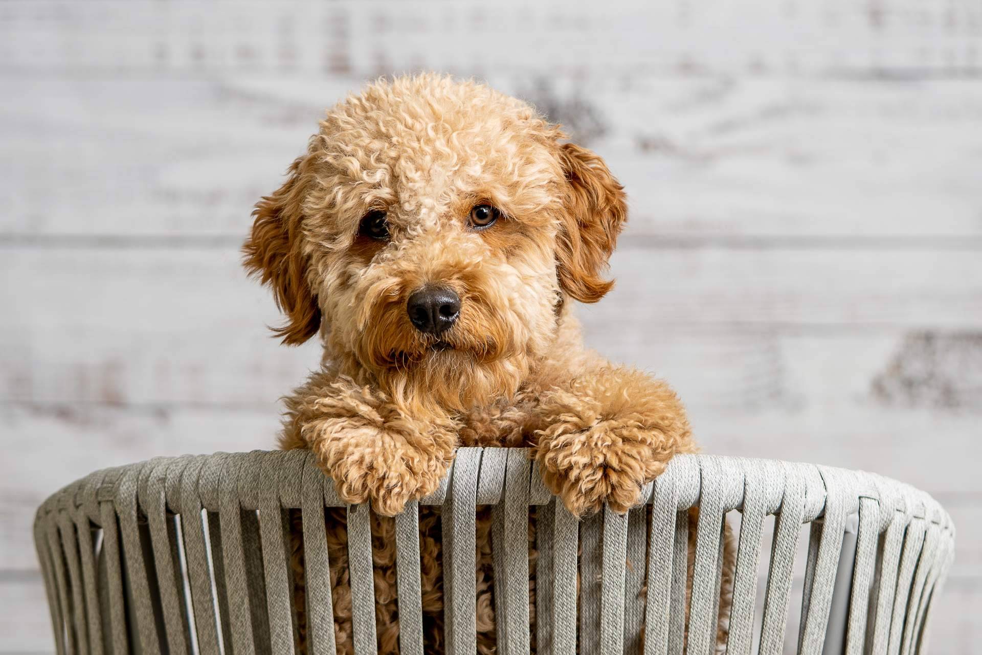 Micaniche.com ofrece toda la información acerca los caniche toy