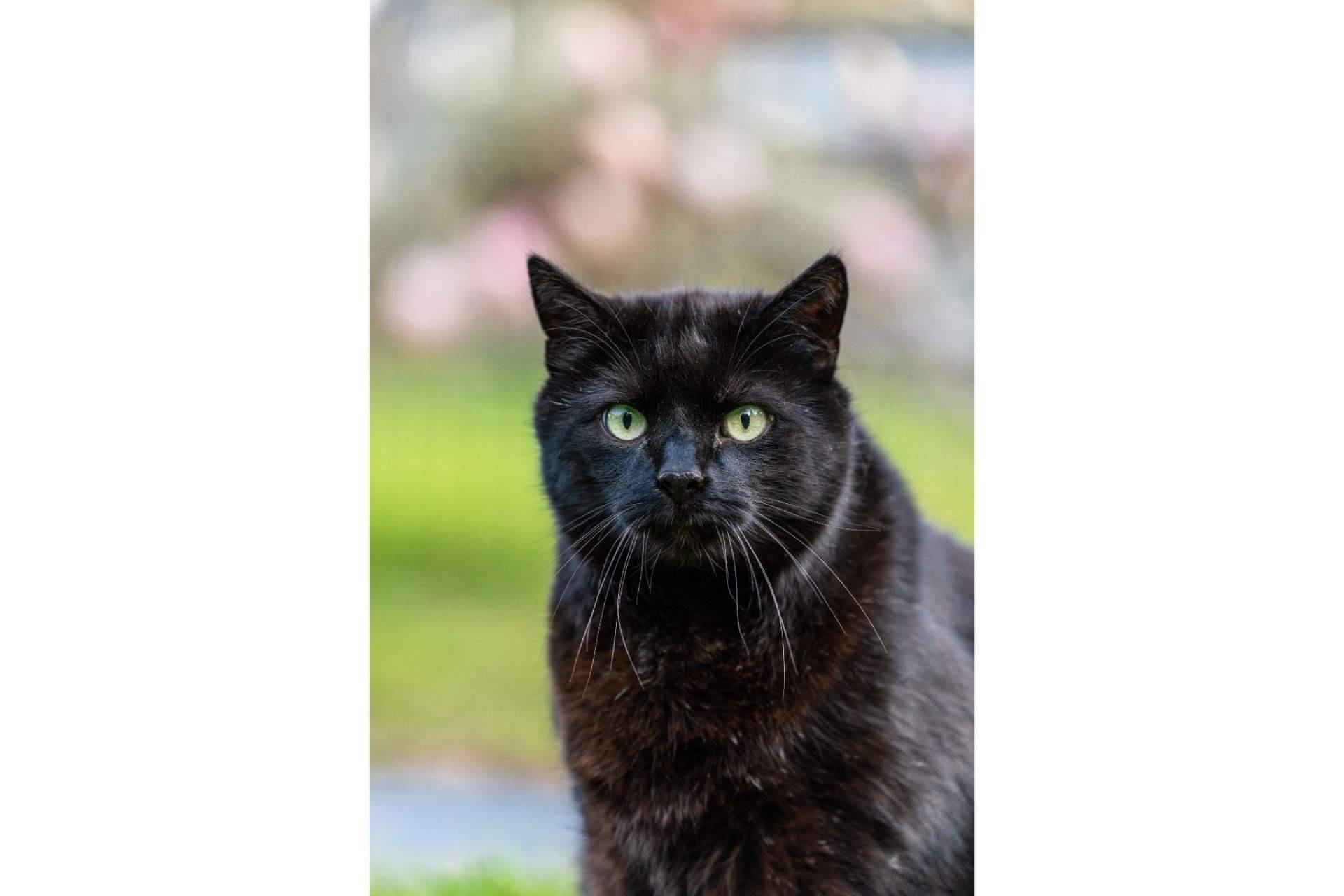 A la hora de ser adoptados, los gatos negros sufren el mayor índice de rechazo