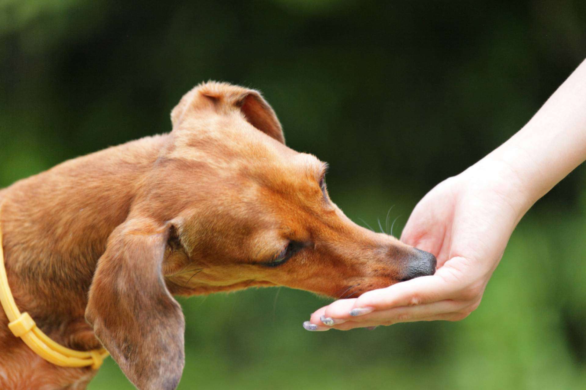 Complementos alimenticios para perros ¿Por qué son necesarios y cómo ayudan a las mascotas? ​ ​