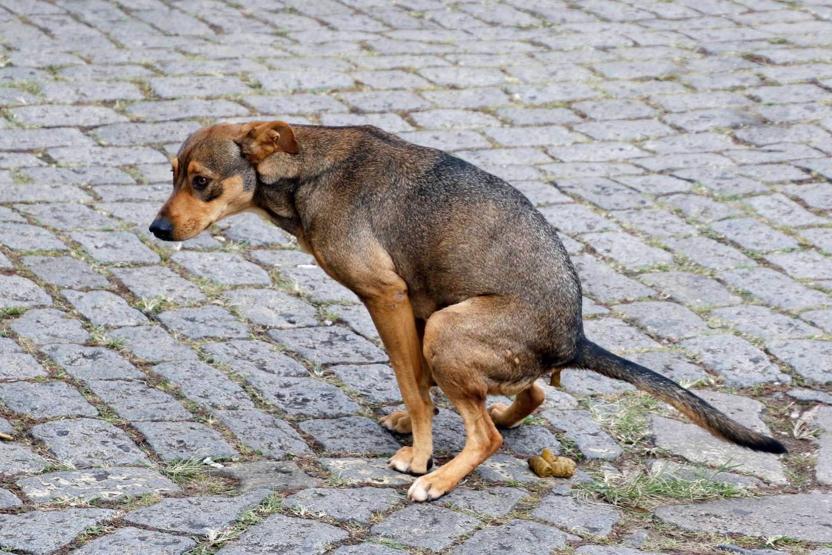 Censo canino y control de heces gracias al ADN canino