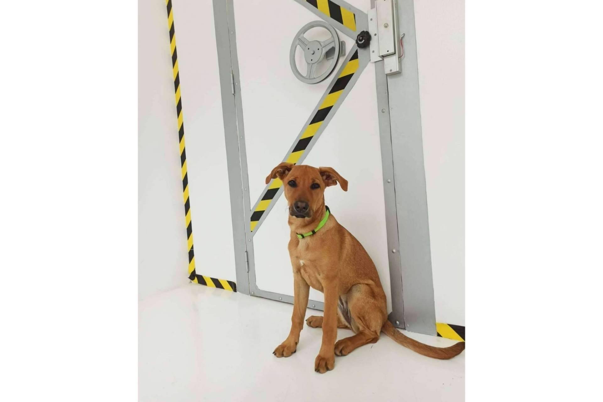 El escape room dogfriendly en Barcelona para disfrutar con perros es Cronologic