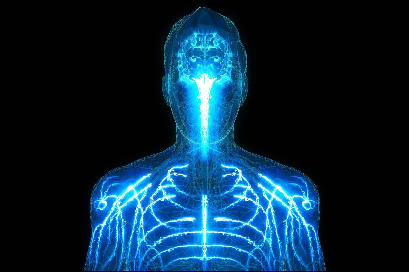Atlasdeanatomía.com ayuda a conocer todas las partes del cuerpo humano de la mano