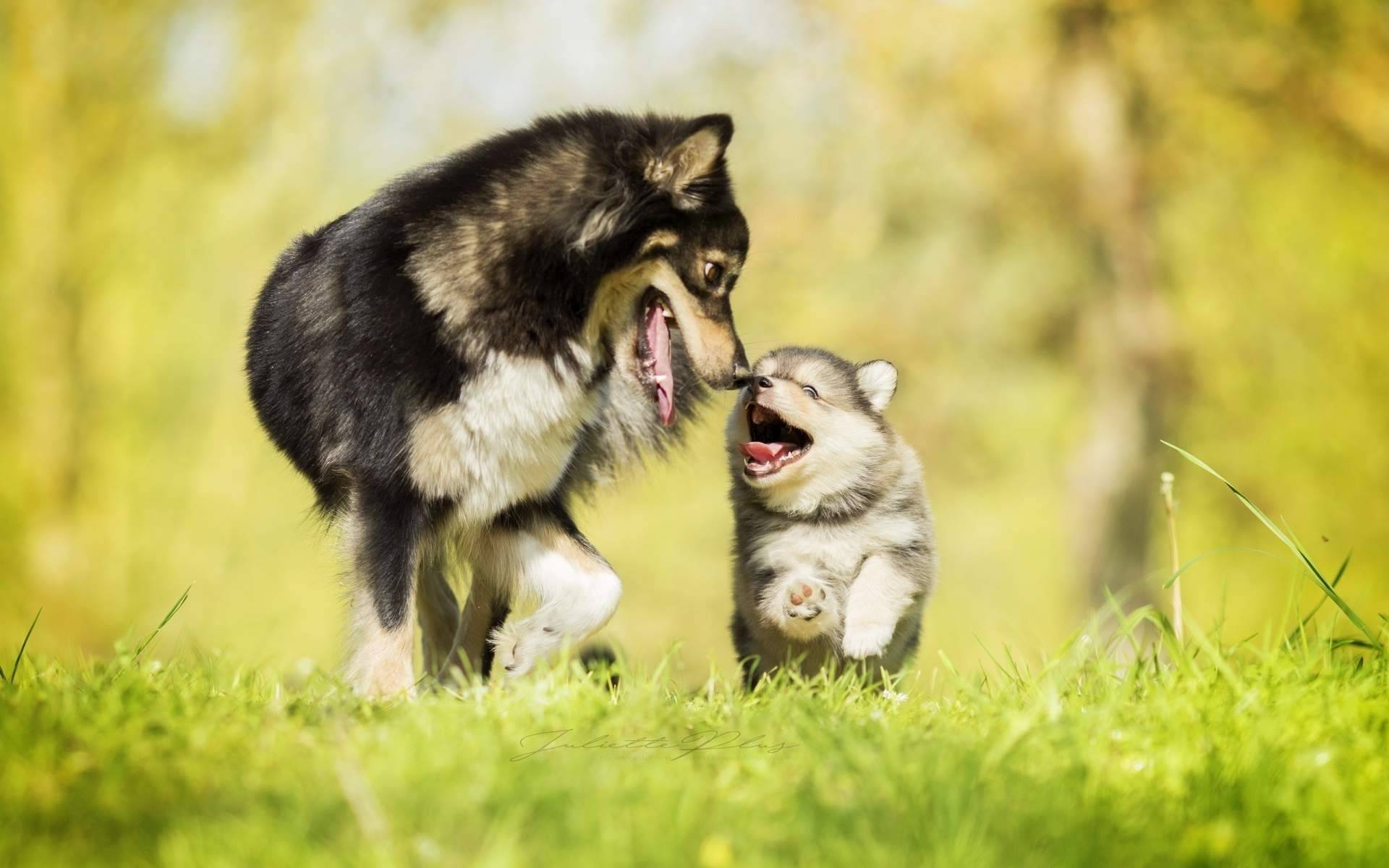 La cría responsable de perros en Toledo de la mano de Cachorros del Valle