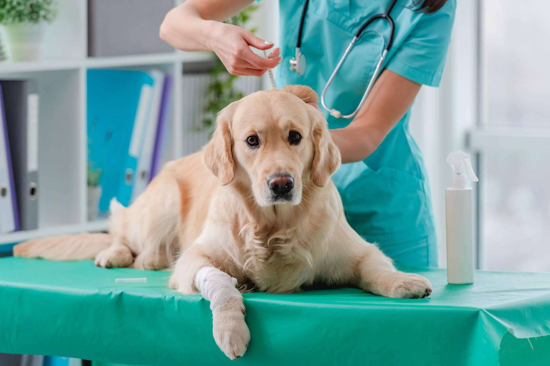 El lugar que se ocupa de la salud de las mascotas y que ofrece servicios profesionales, la Clínica Veterinaria del Valle