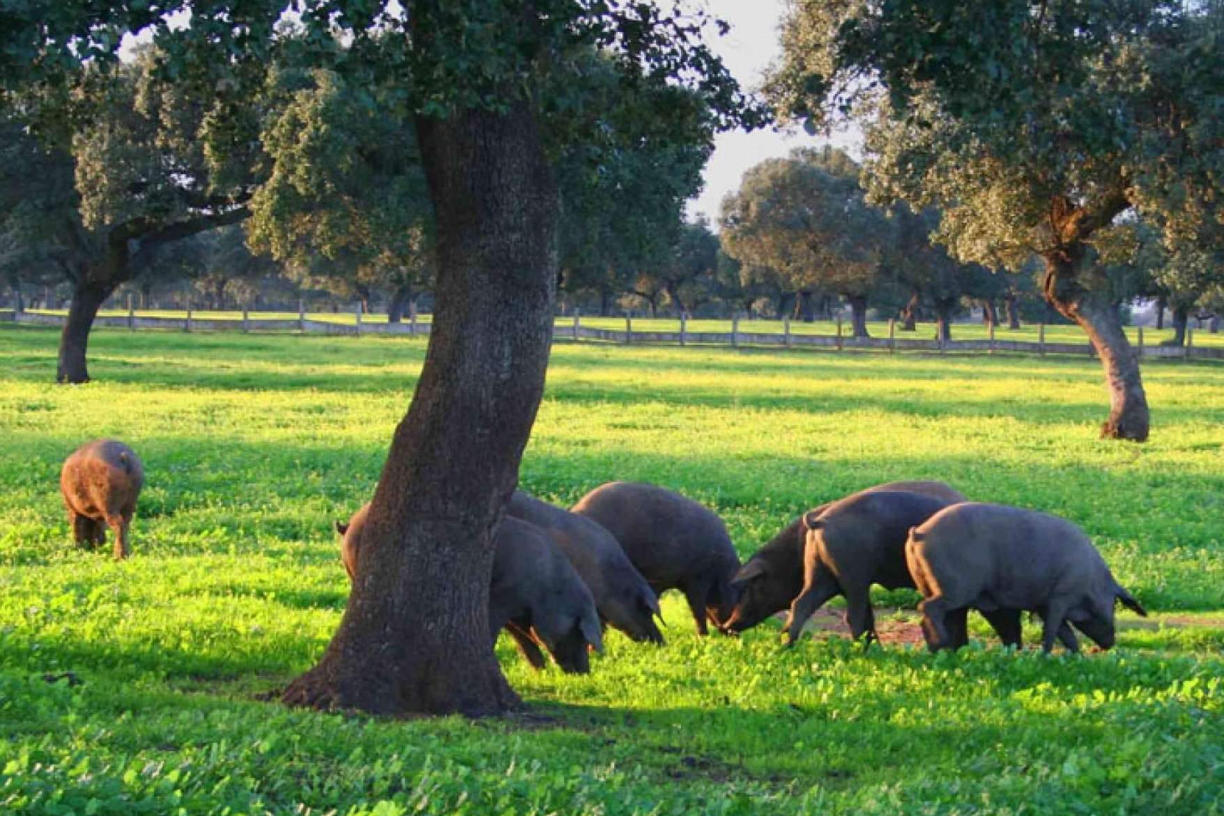 El jamón ibérico y de bellota suponen una protección cardiovascular