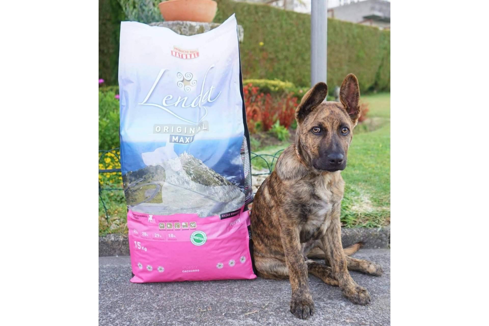 Alimentación para cachorros de razas grandes y gigantes, de la mano de Lenda