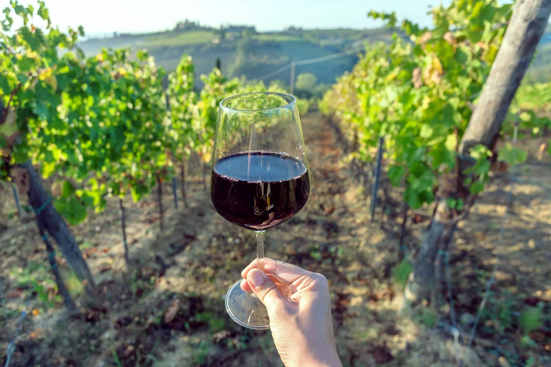 Vinos ecológicos de calidad de Your Wine at Home que cuidan el ambiente