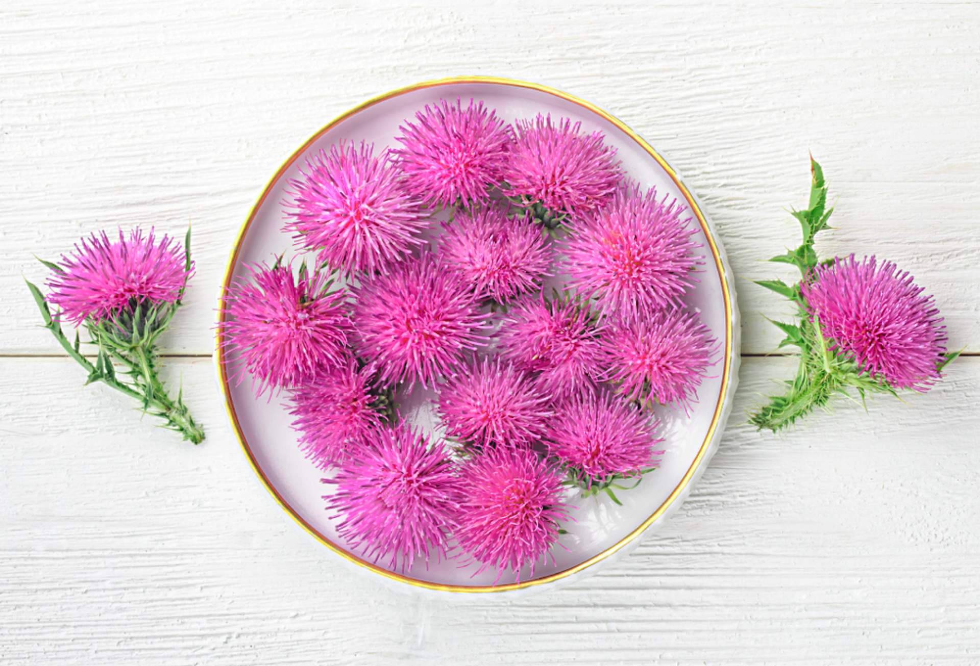 Store Naturopatía y su Cardo Mariano para la desintoxicación natural del hígado en primavera