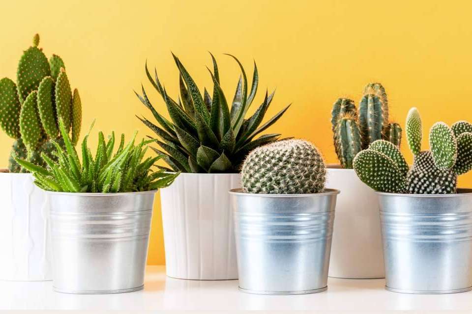 Cómprate Un Cactus permite comprar cactus online