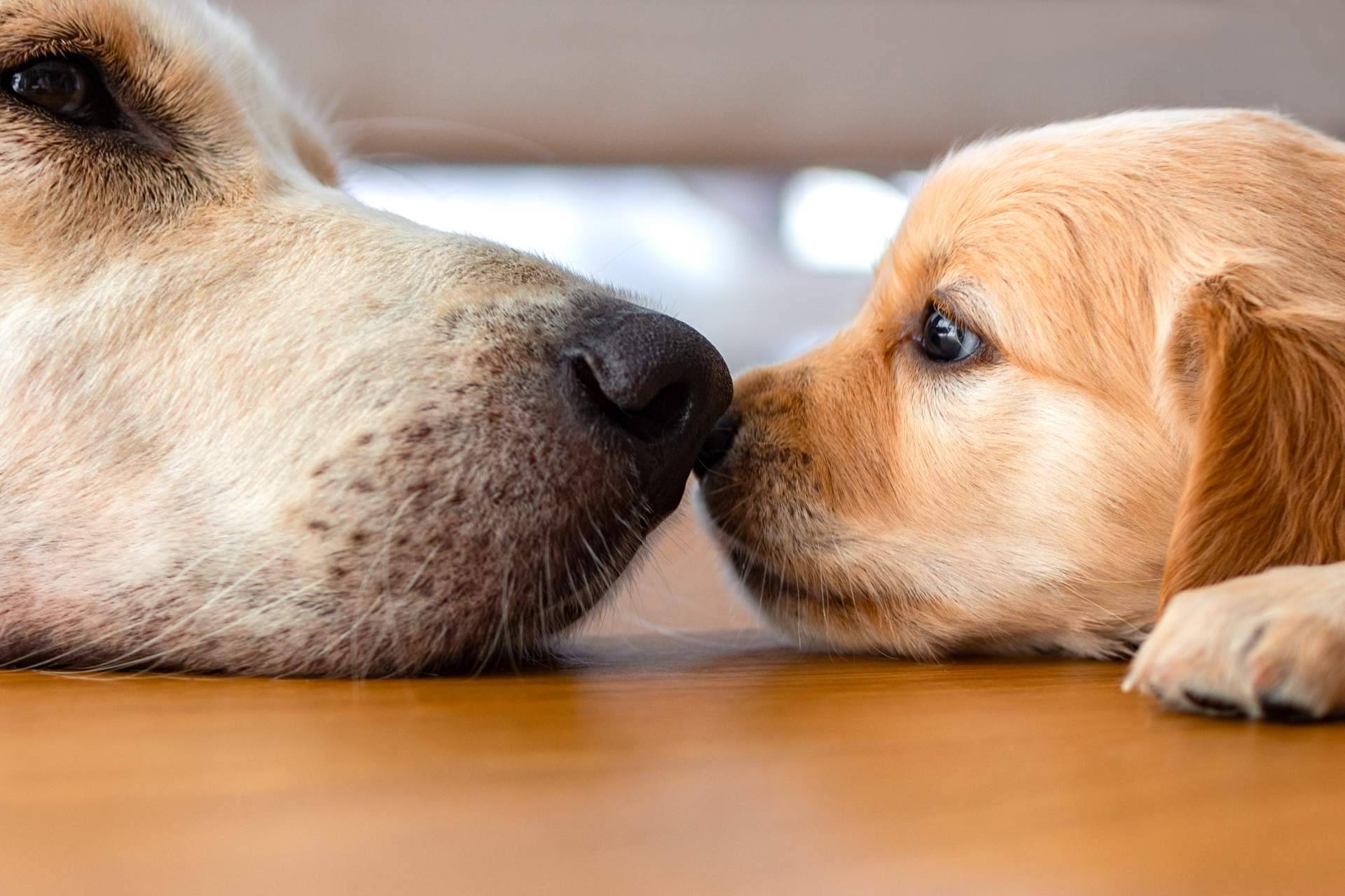 La tienda 101 Cachorros indica cómo elegir la raza de cachorro perfecta