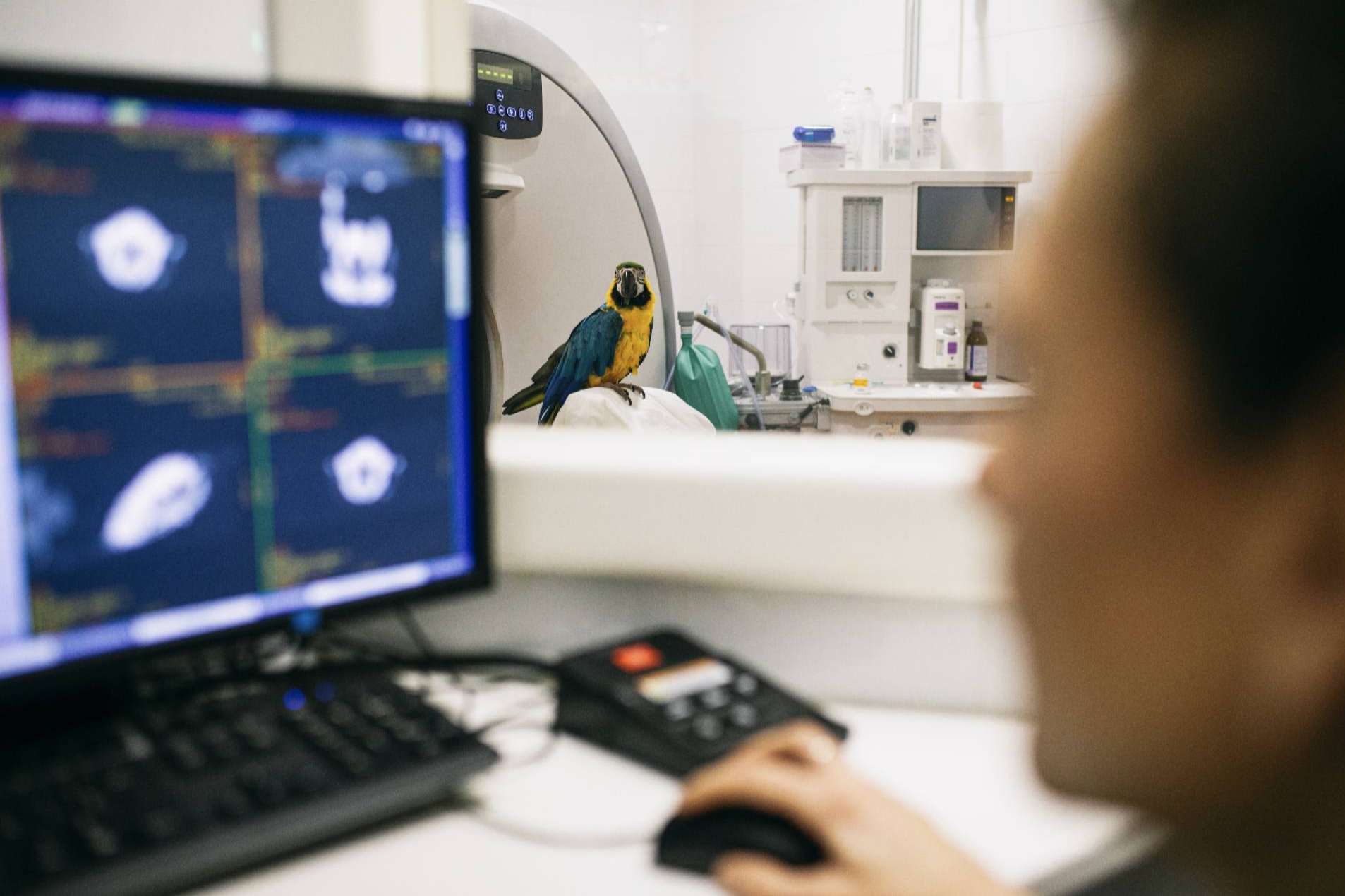 La movilización del Hospital Veterinario El Bosque para ofrecer ayuda a los animales de Ucrania