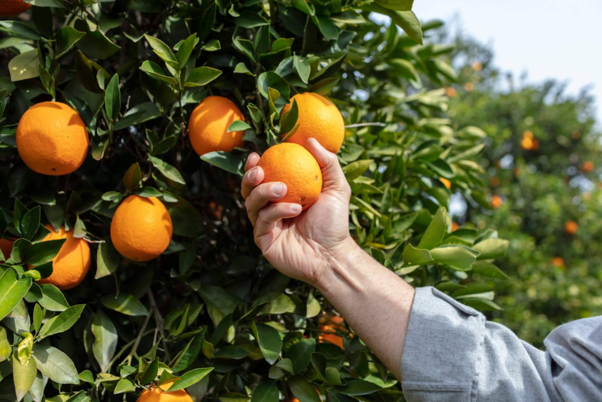 Sabor a Naranjas, el servicio para comprar naranjas online baratas en menos de 24 horas
