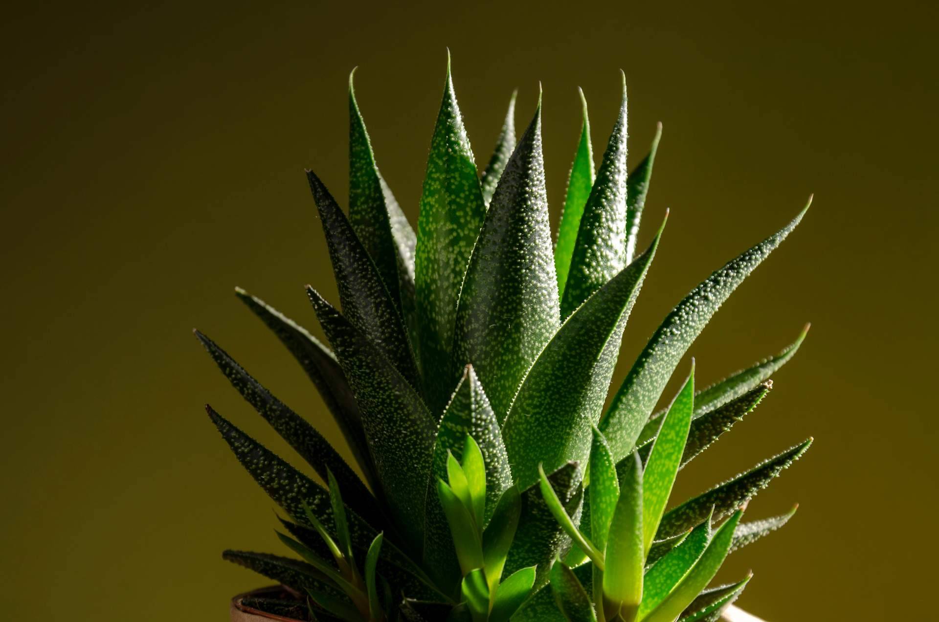 Cómo decorar con los diferentes tipos de cactus
