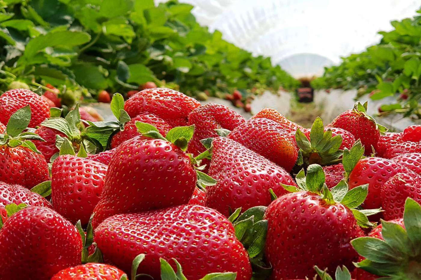Baor Products, la cosecha de la fresa en España de 2022