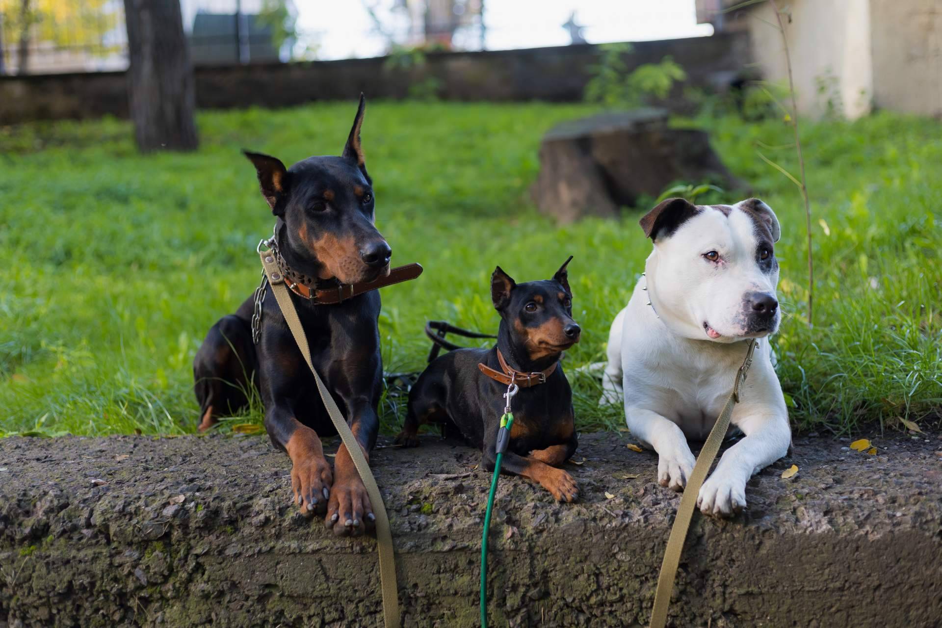¿Cuál es la verdad sobre los perros potencialmente peligrosos?