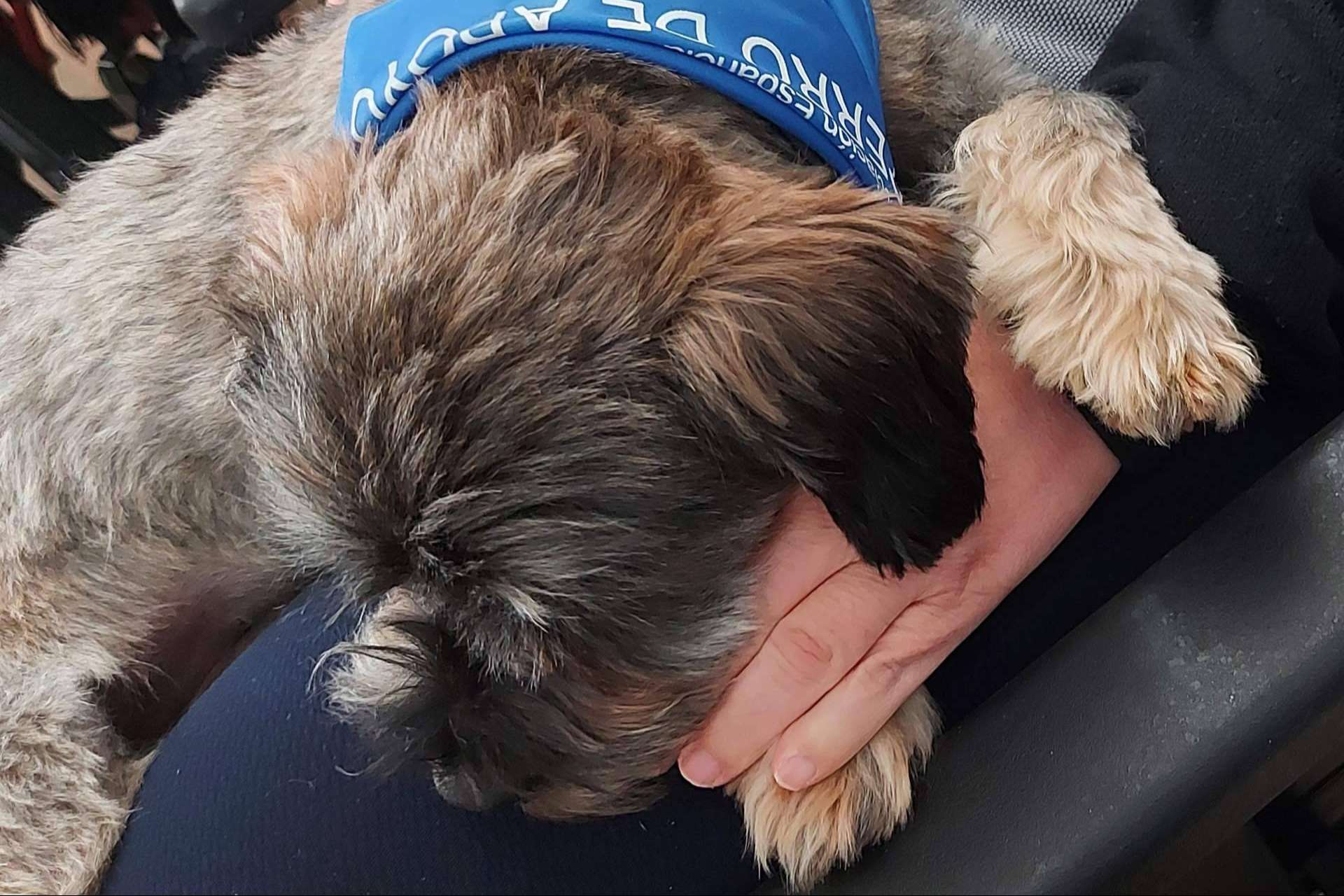Perros de apoyo emocional, de la mano de AEPA