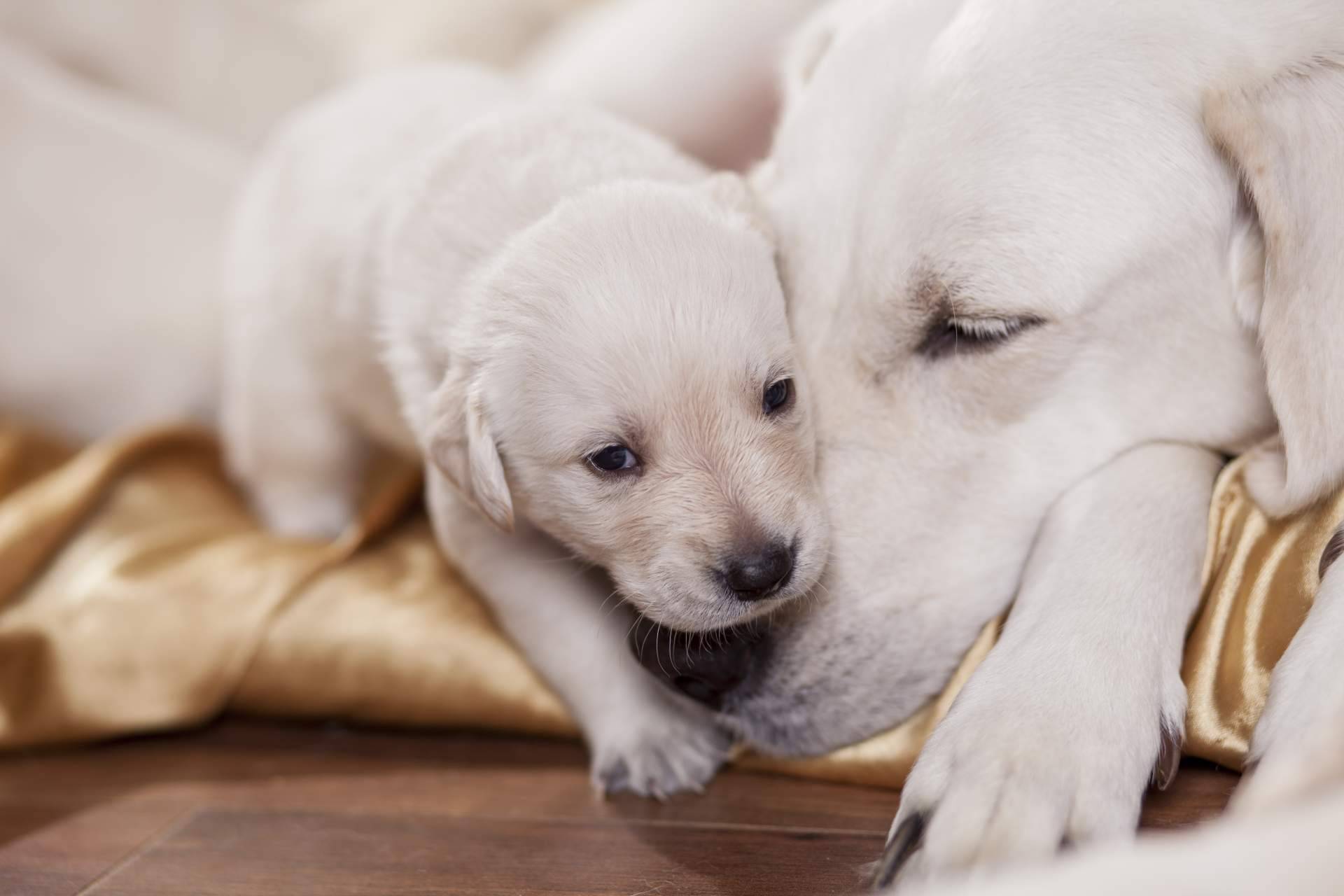 Qué es el pedigree y cuál es su función, por Cachorros del Valle