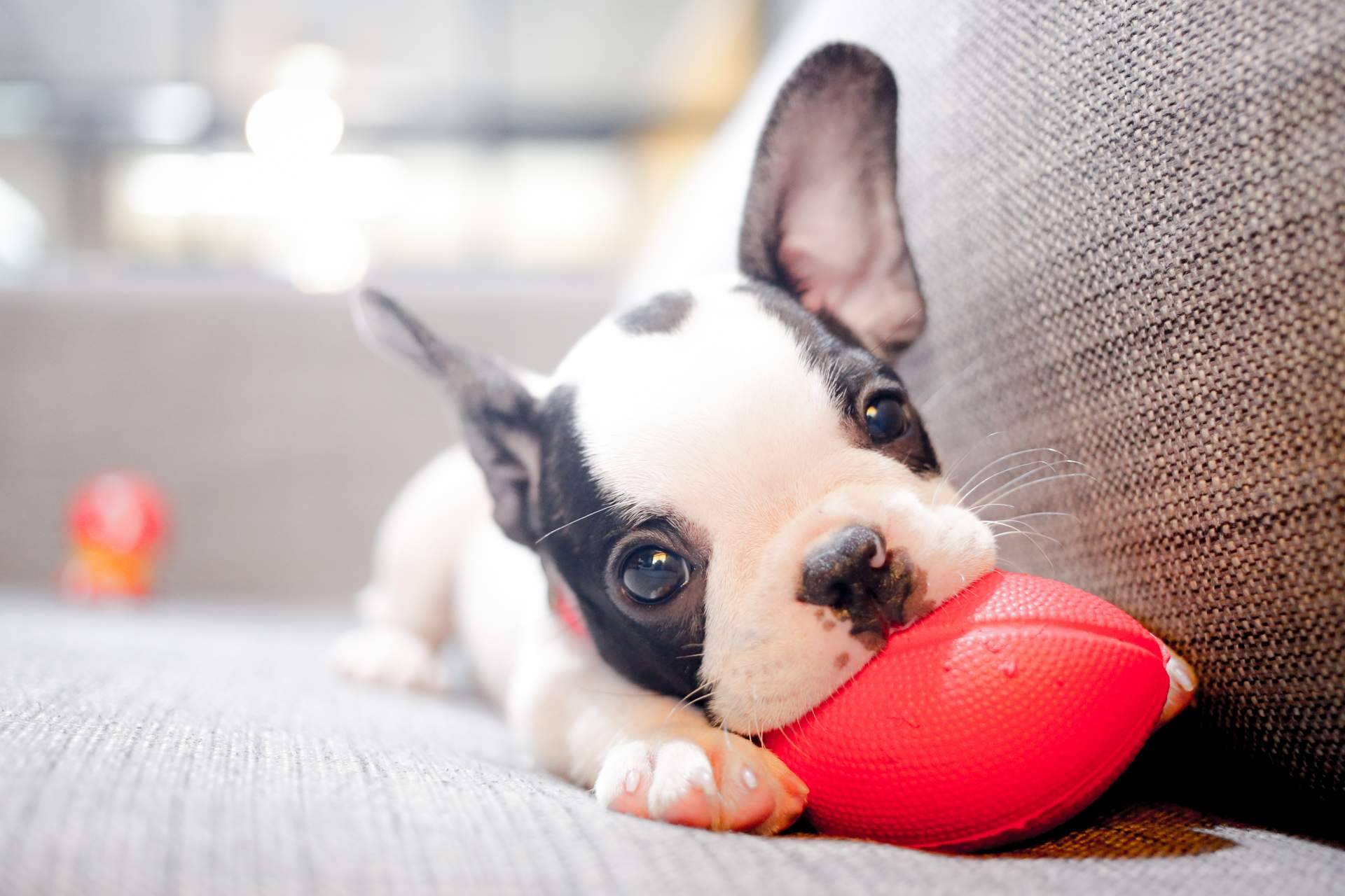 ¿Por qué adquirir un cachorro sano es responsabilidad de todos?, según Tienda Cachorro