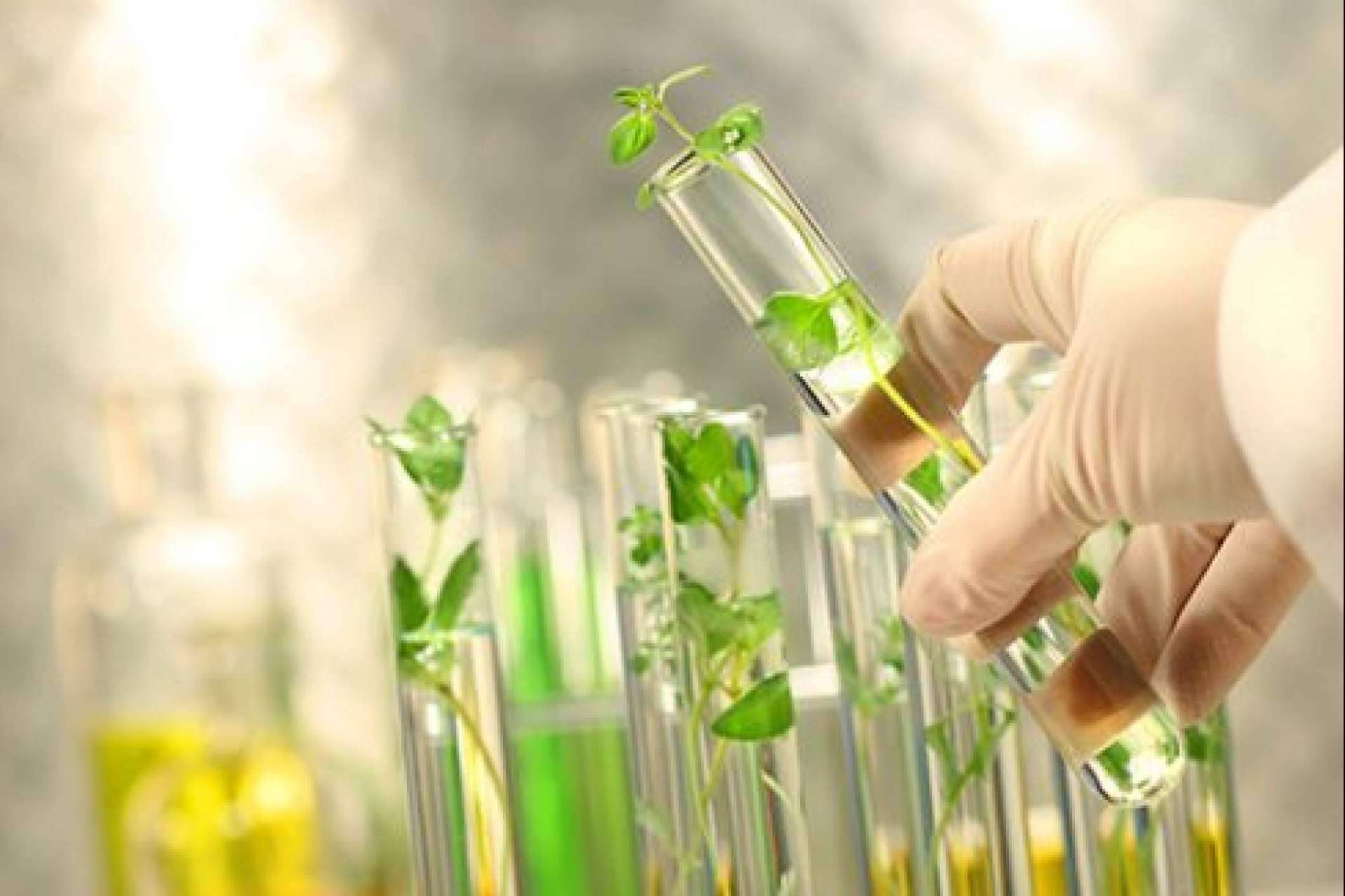 Los medicamentos herbolarios de Soria Natural México