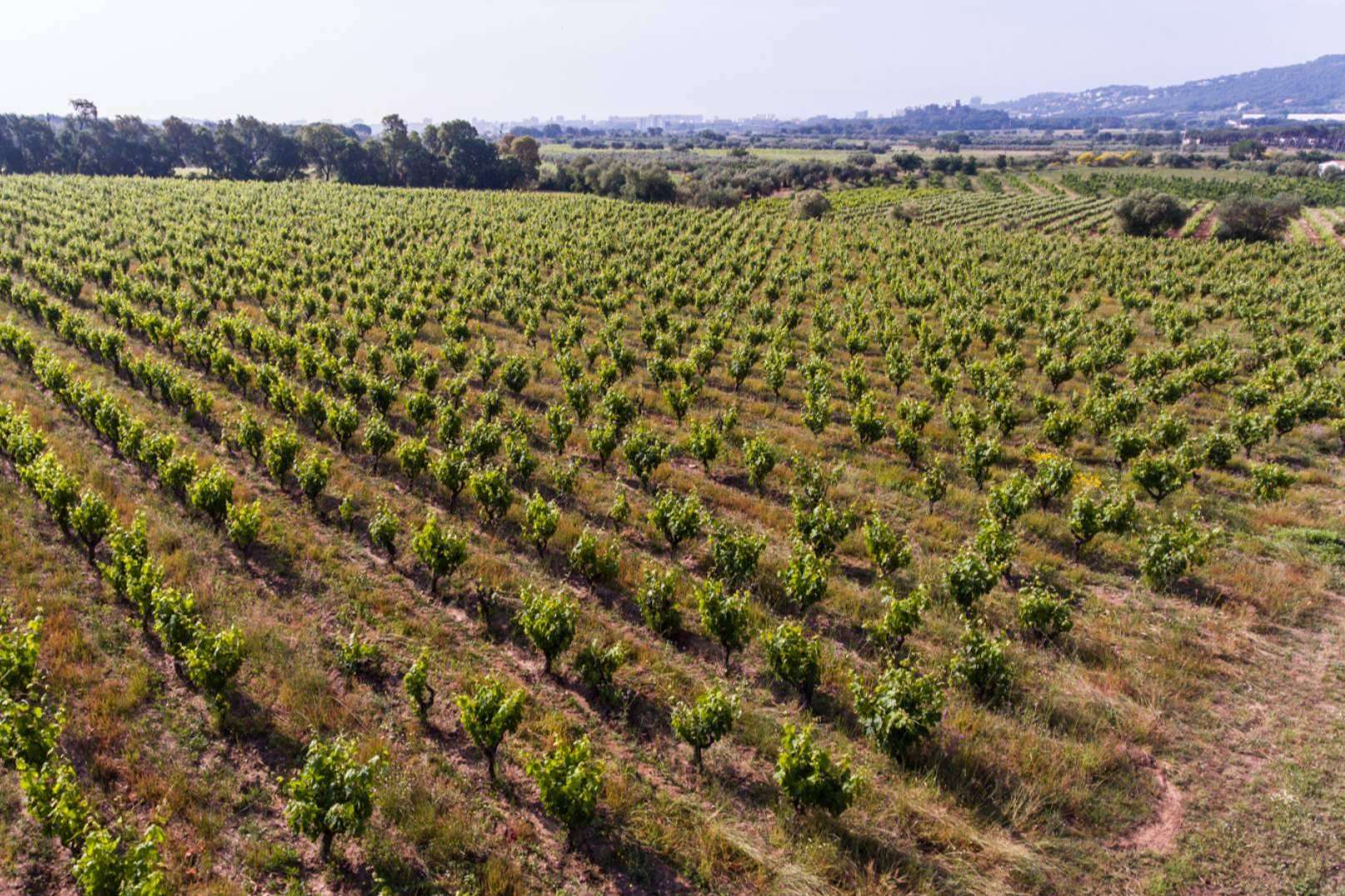 Los vinos de Viníric, la bodega situada en Calonge