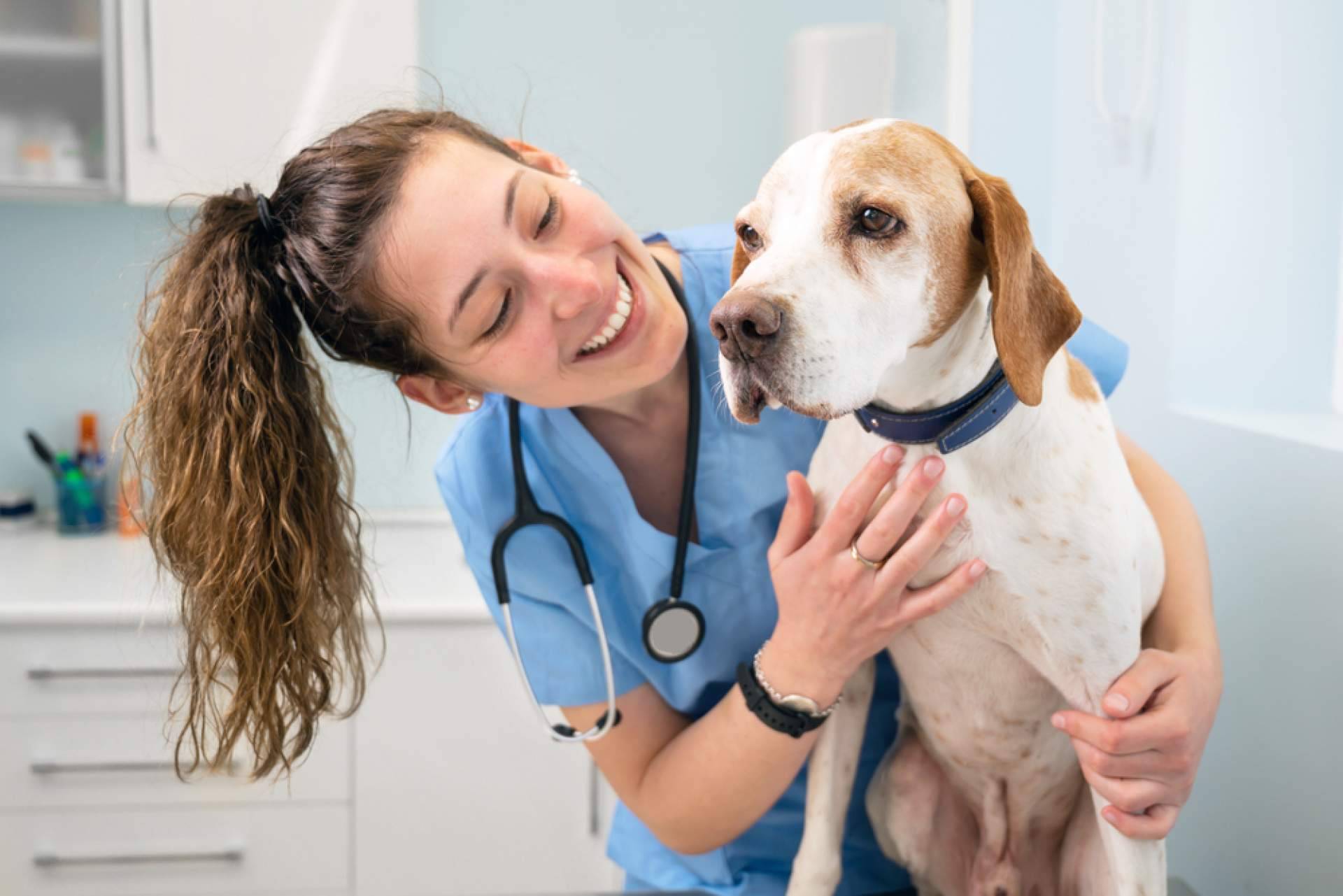 Curso de Auxiliar Veterinario de la mano de VetFormación