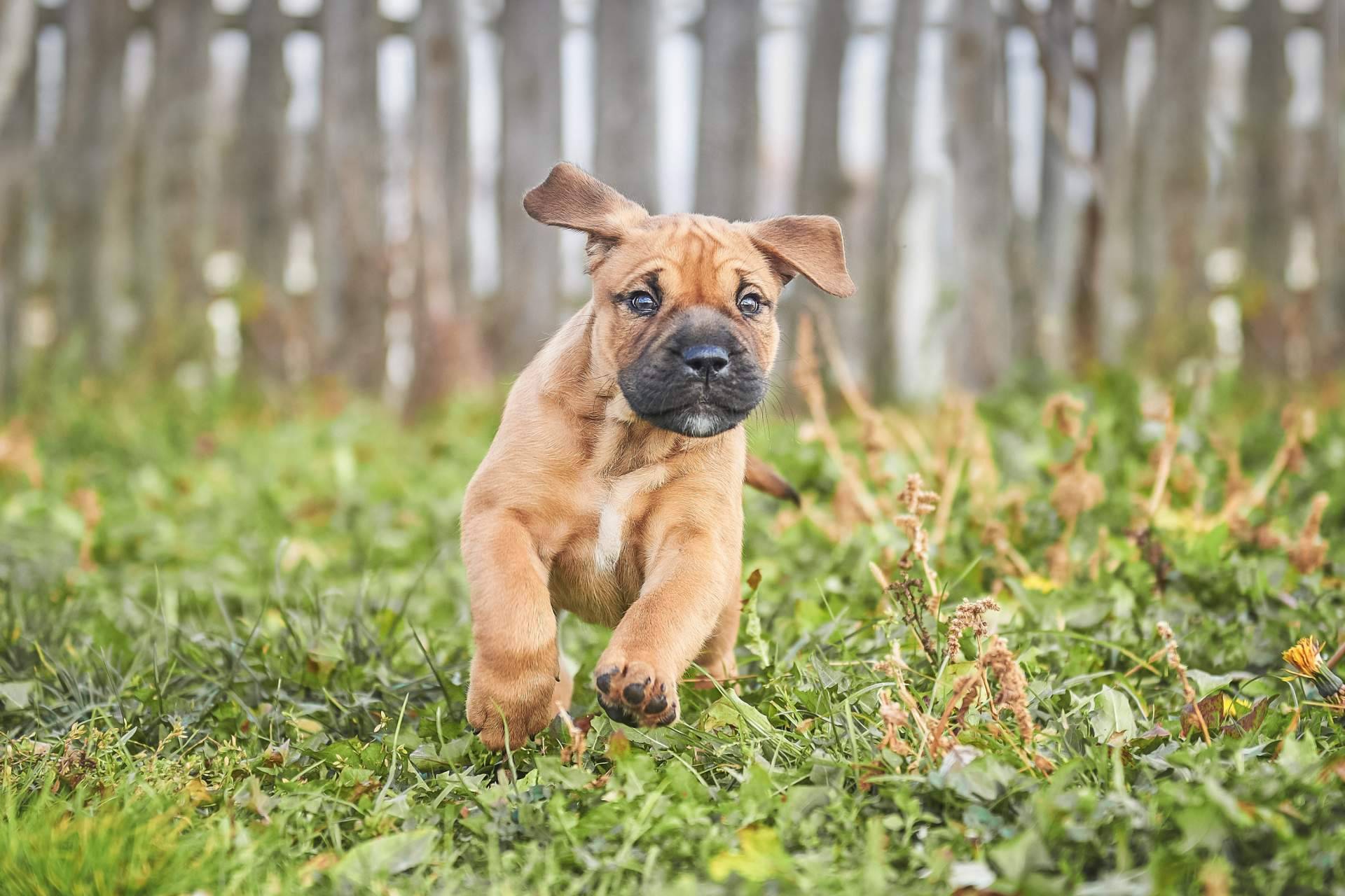 Cachorros del Valle ofrece servicio de monta para diferentes razas de cachorros nacionales