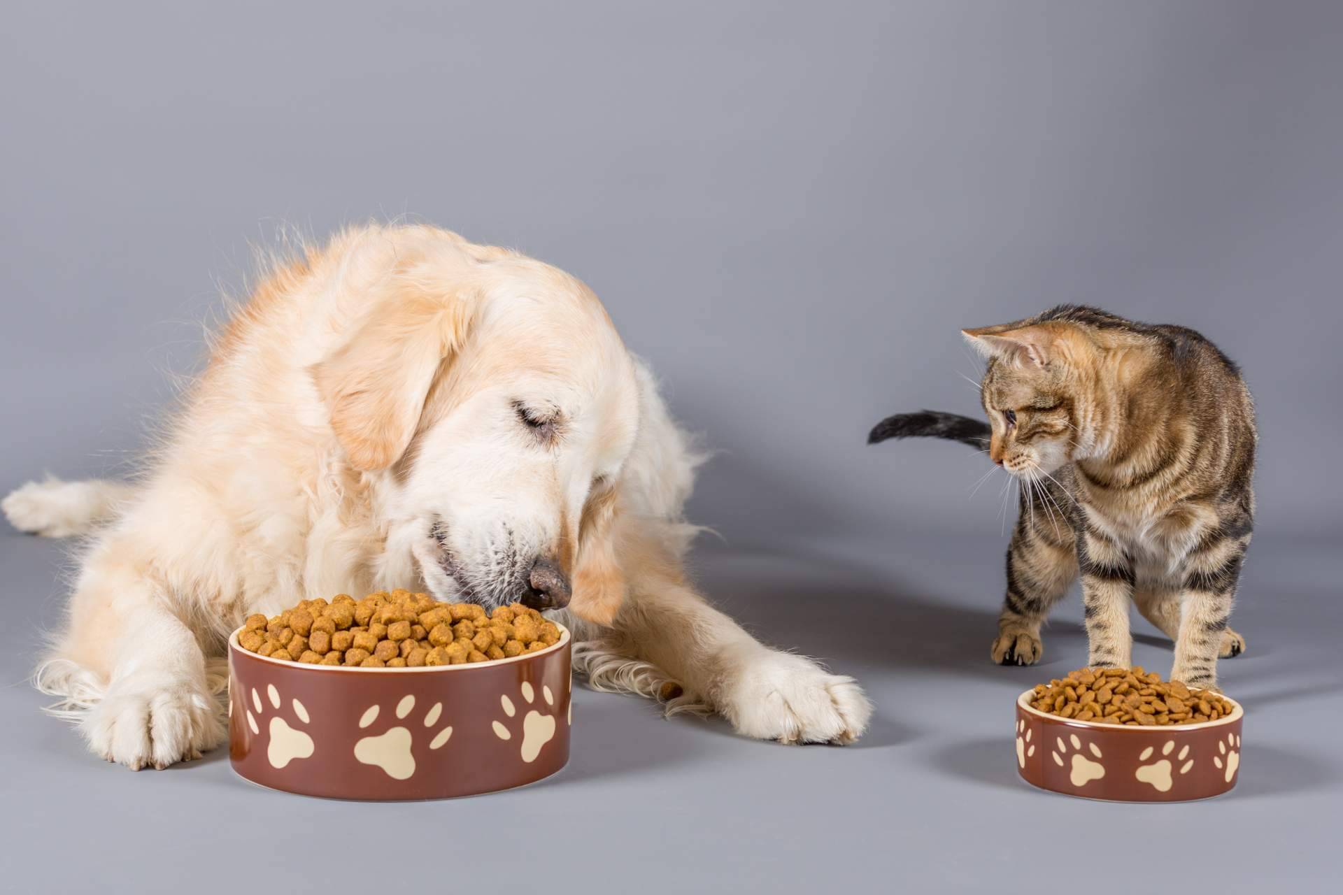 Comprar comida para mascotas en Pixi Mascotas