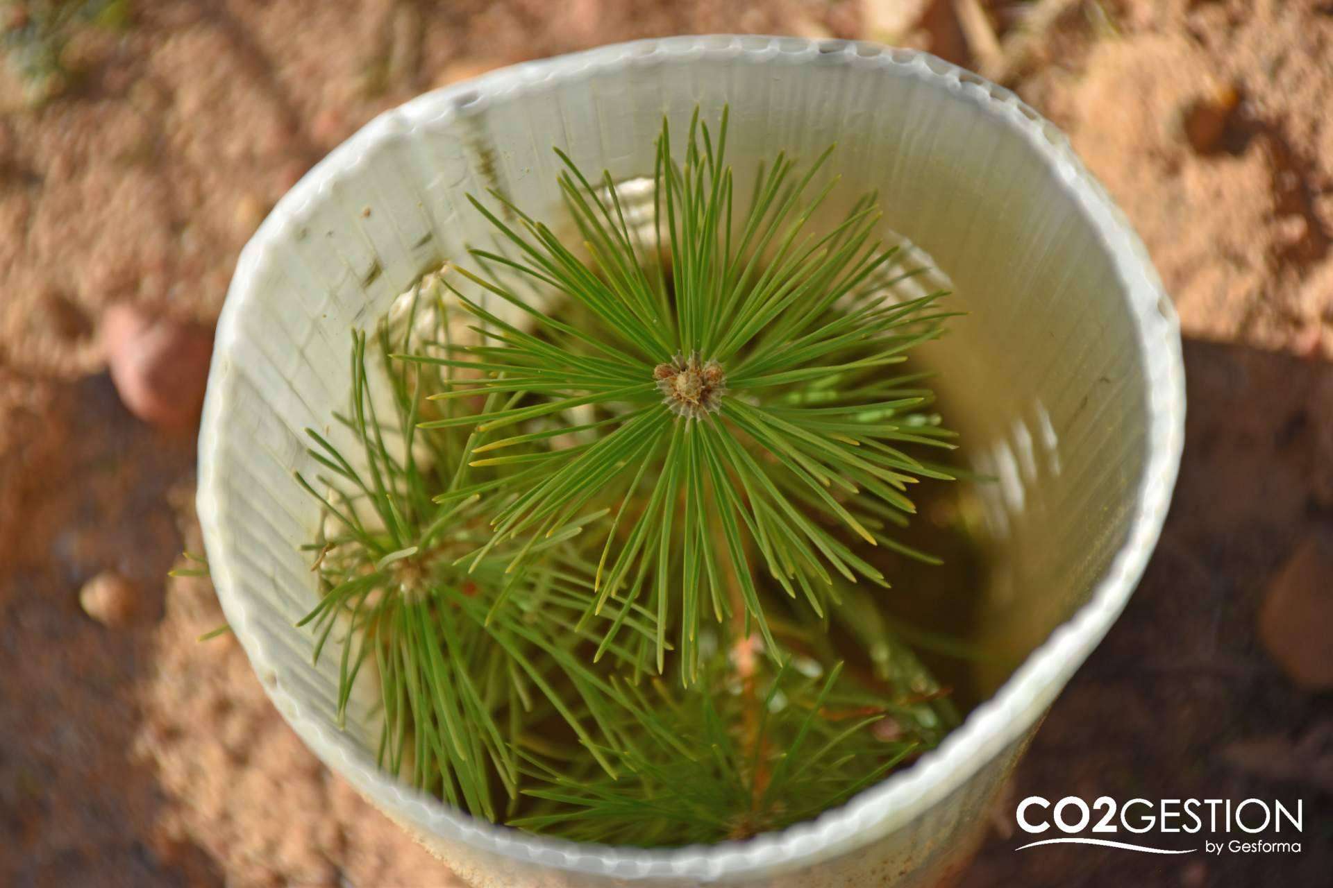 ¿Cuál es el papel de los bosques en la absorción del CO2?