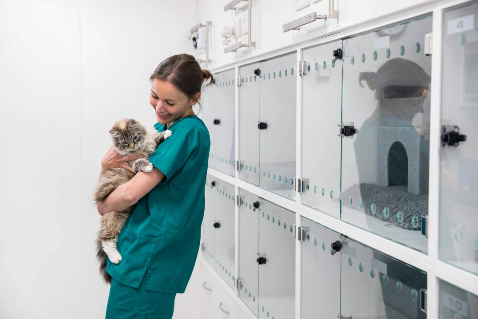 Causas de la fiebre en los gatos