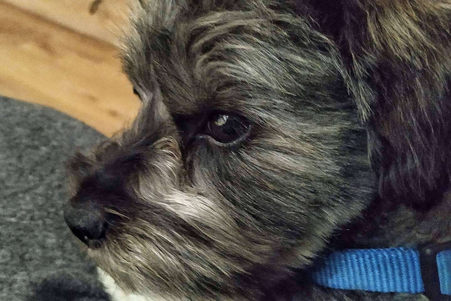 Asociación Española de Perros de Apoyo ayuda a tratar la ansiedad en perros por separación