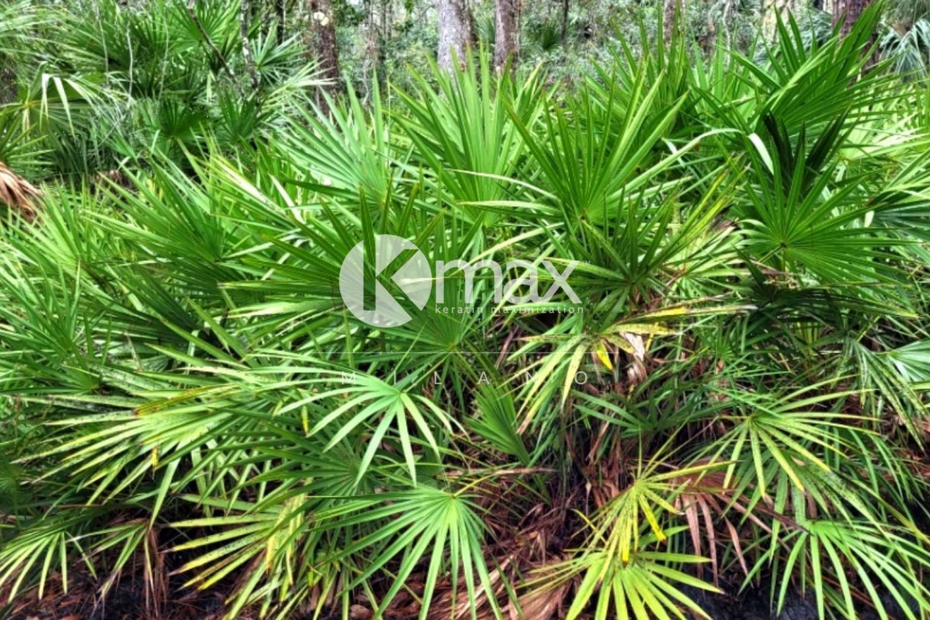 Productos anticaída con Serenoa repens de Kmax