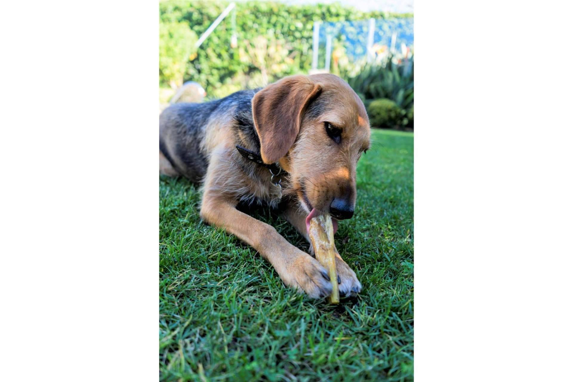 Los snacks y alimentos húmedos para mascotas en Lenda