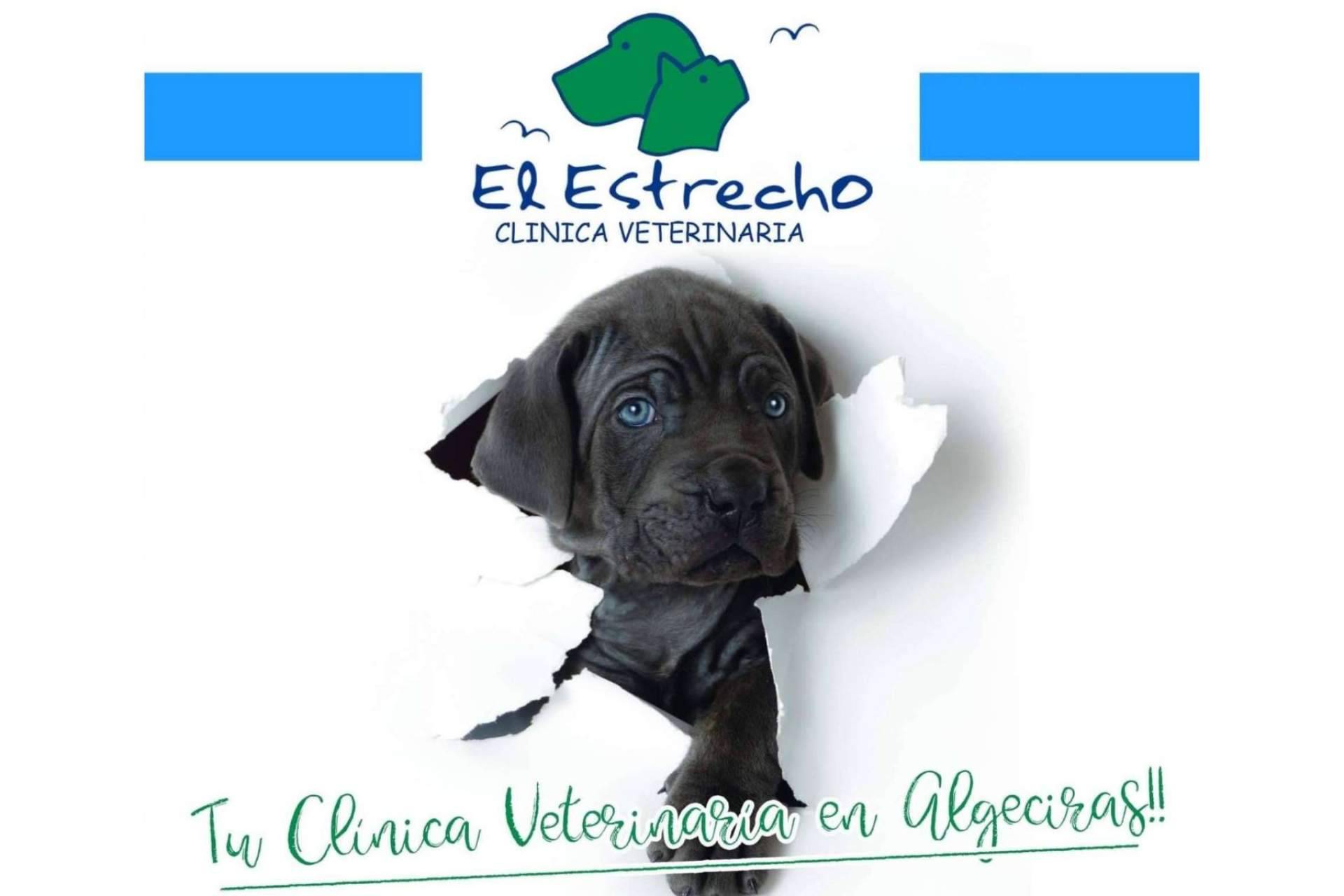El uso del ozono en el centro veterinario El Estrecho