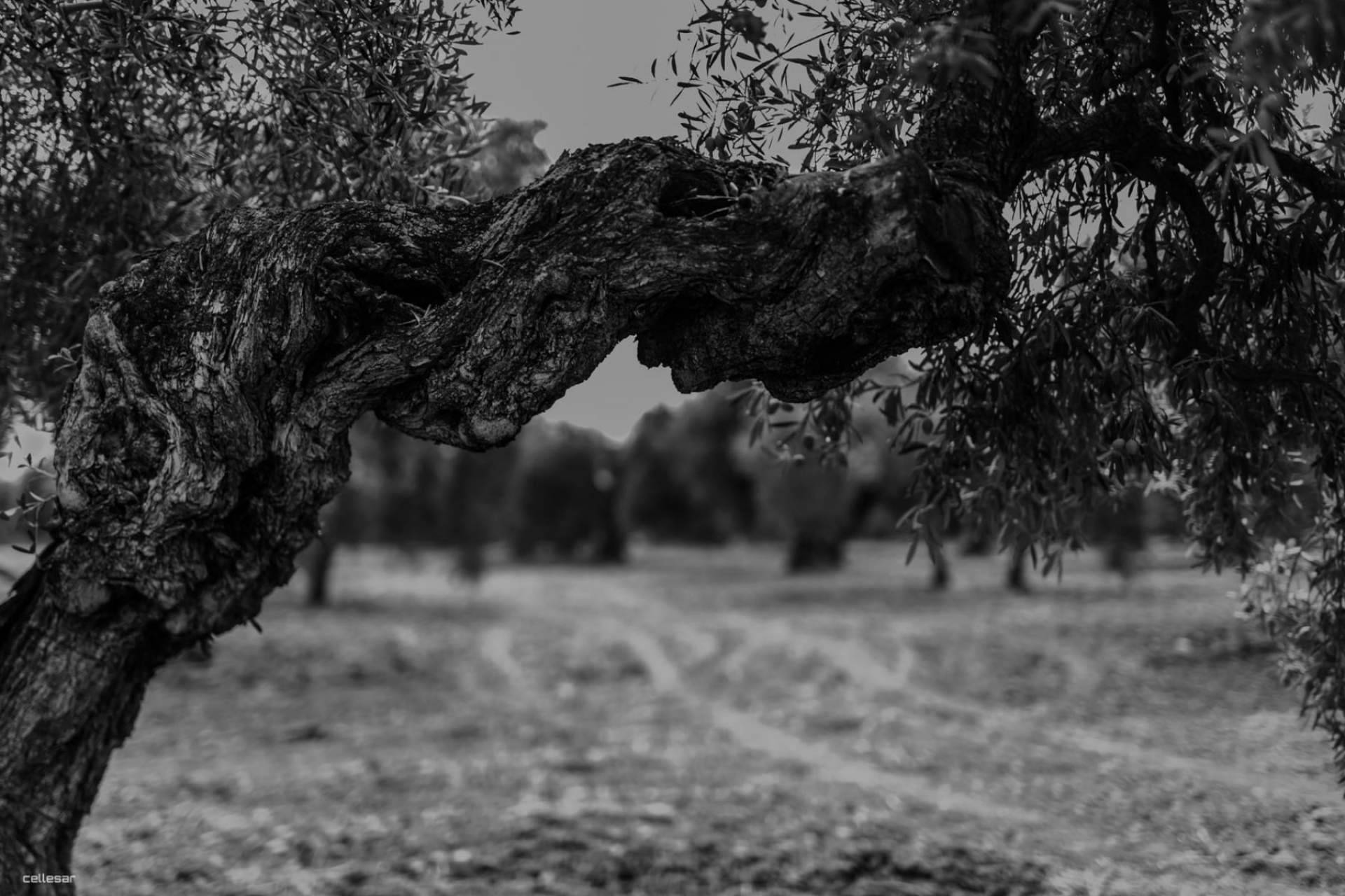 Aceites La Matilla, una firma de referencia en la producción de aceite de oliva virgen extra gourmet