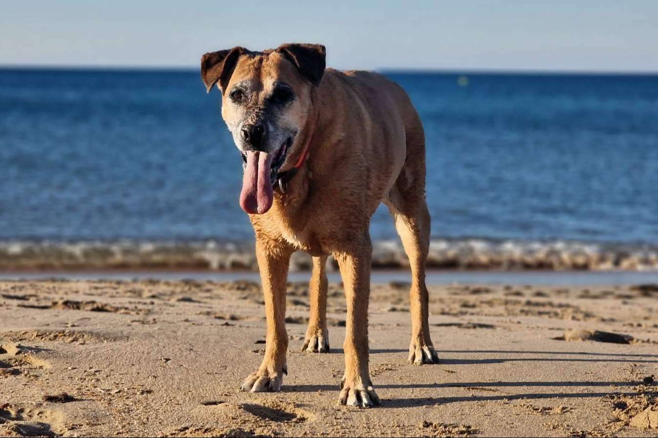 PERROBUENO, una guardería de día para el cuidado de los perros