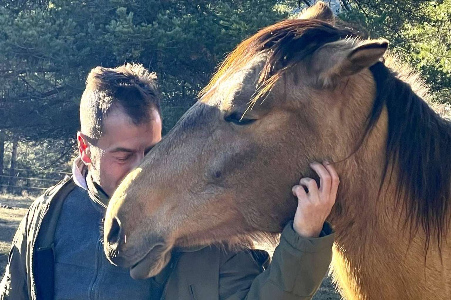 ¿Qué beneficios aportan los caballos libres al desarrollo de la inteligencia emocional?