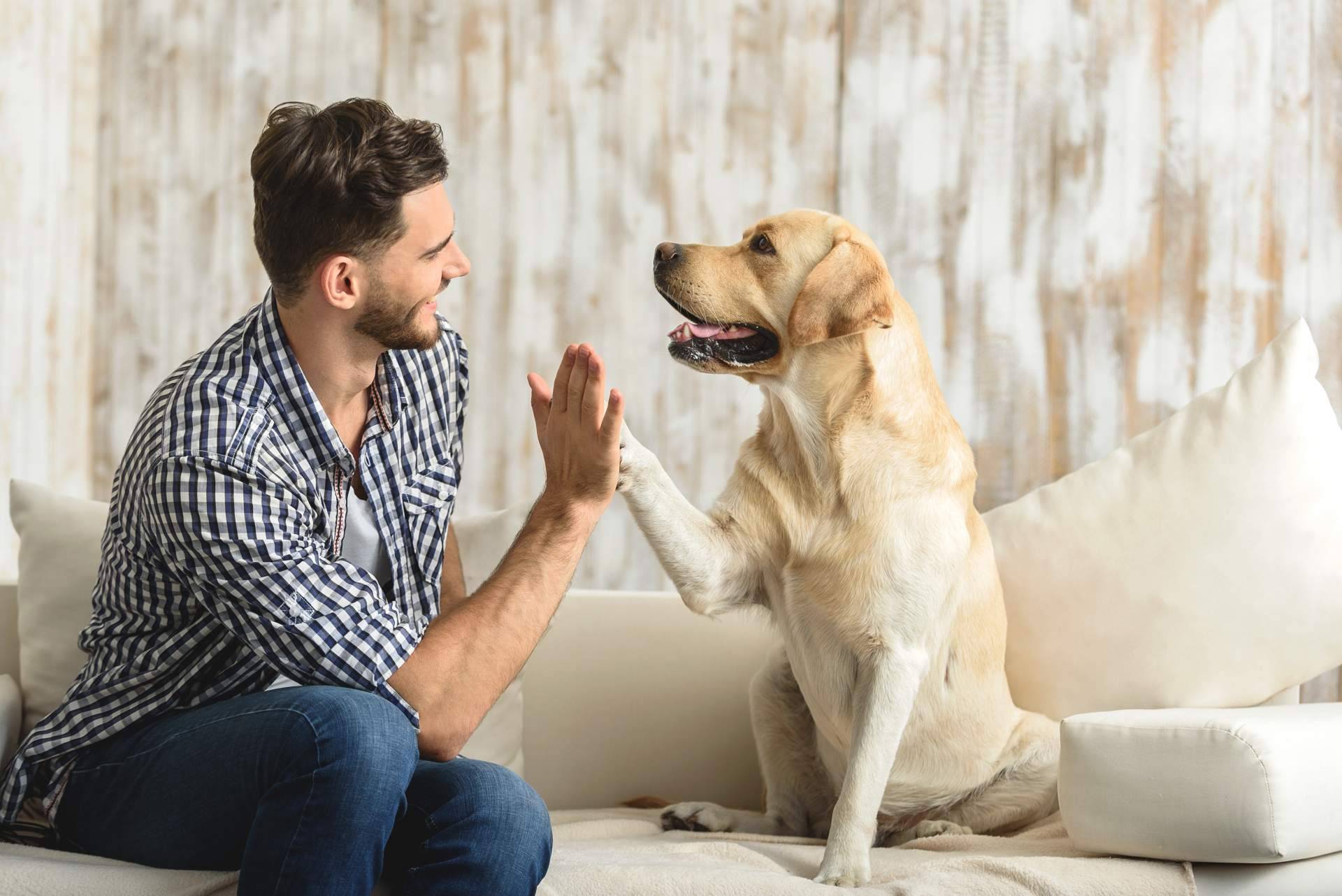 El estrés posvacacional también puede afectar a perros y gatos