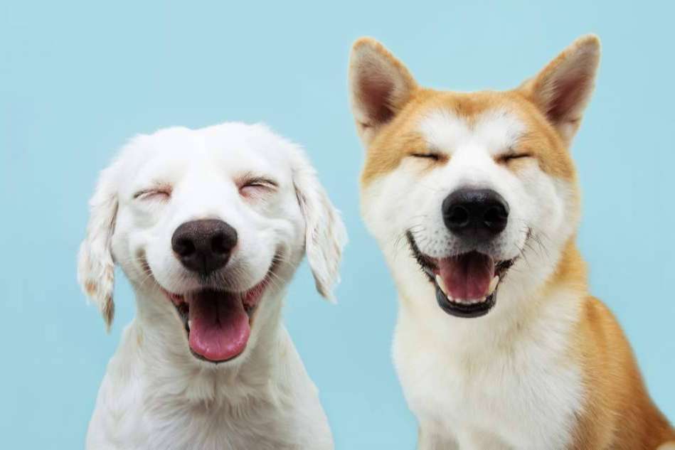 Pelitos Peluquería Canina, la importancia de la higiene de mascotas