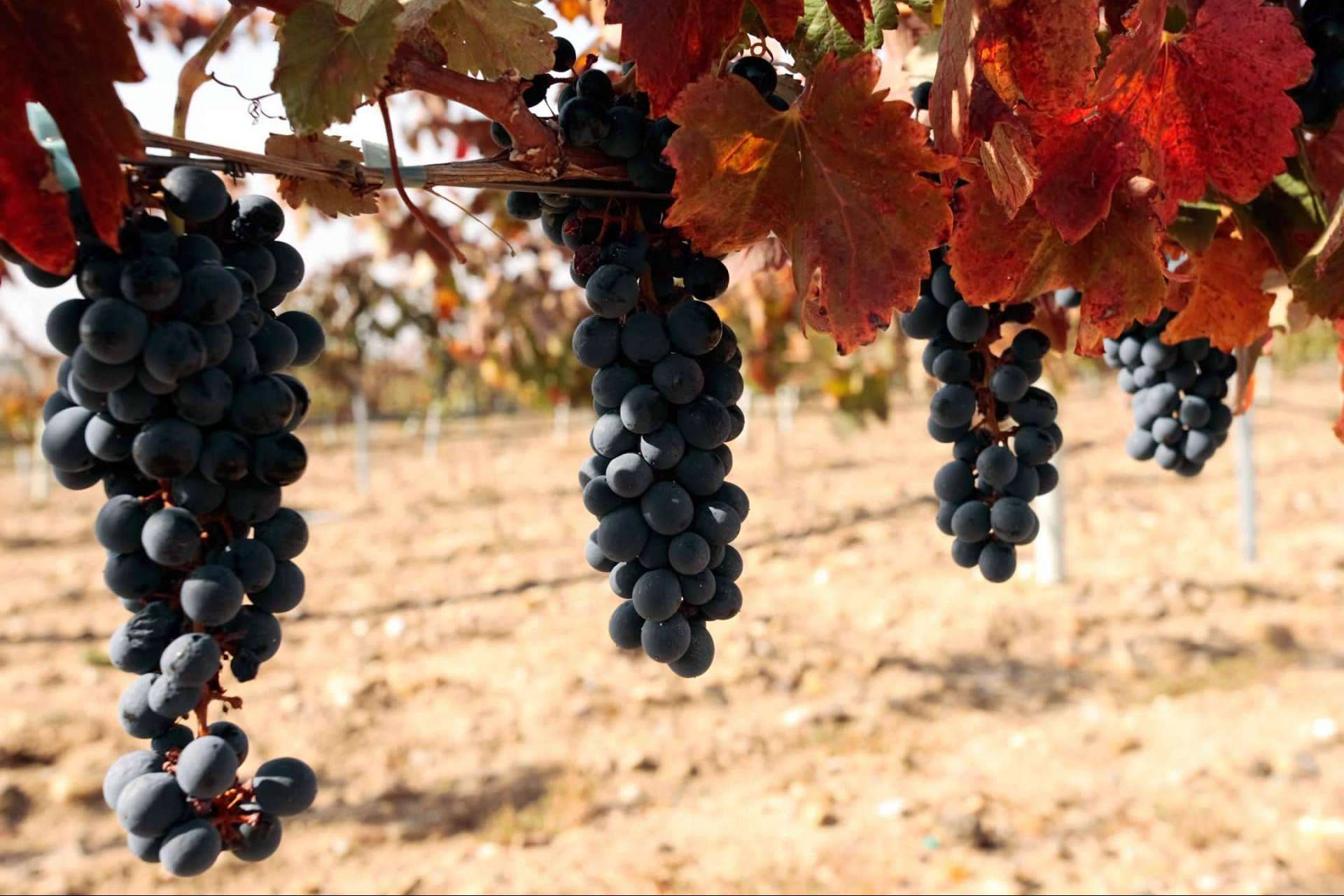 Los 5 vinos de reserva natural que no pueden faltar en la mesa, por Barcolobo