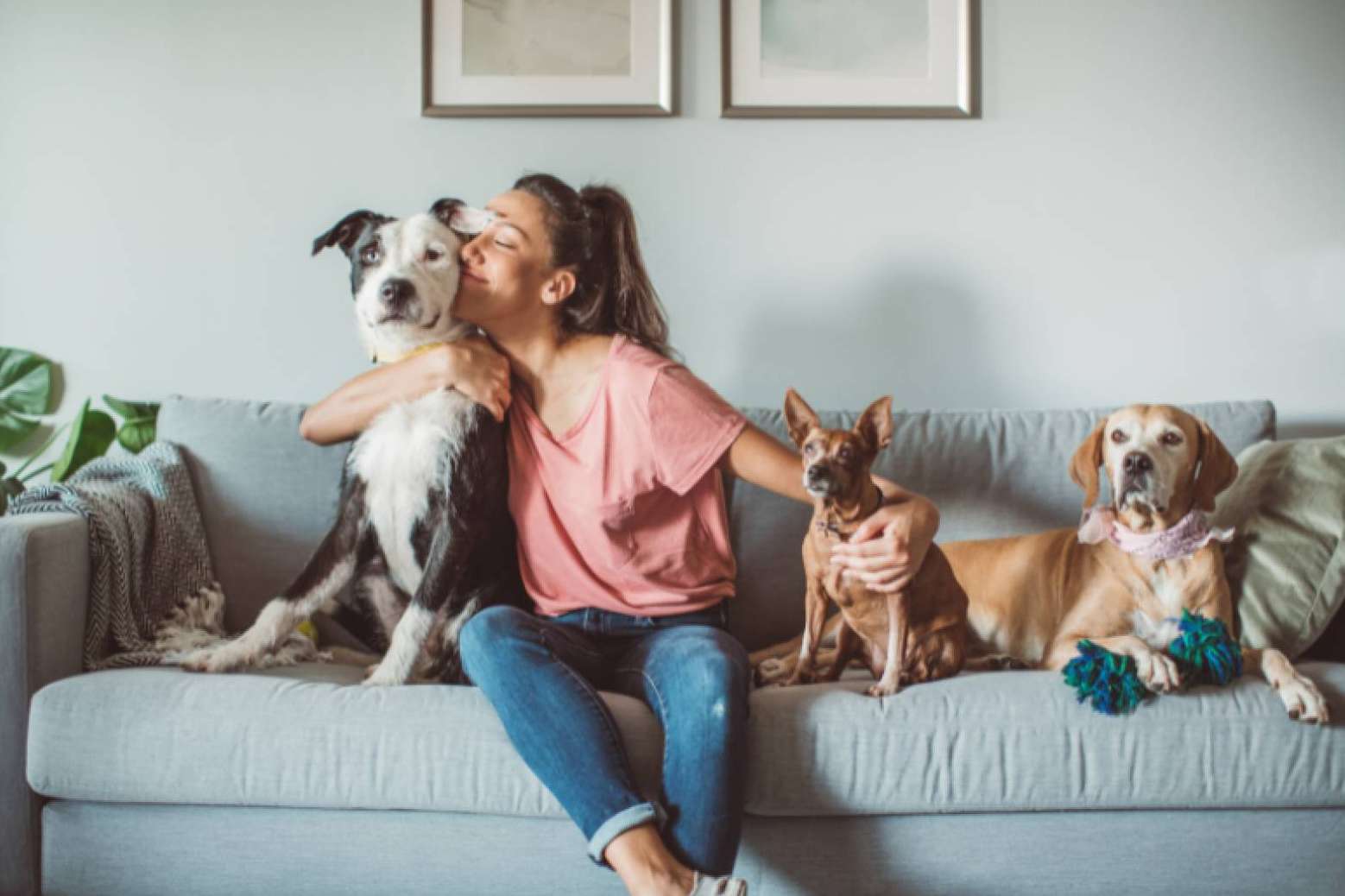 Las mascotas y sus cuidados, por de Vervictech