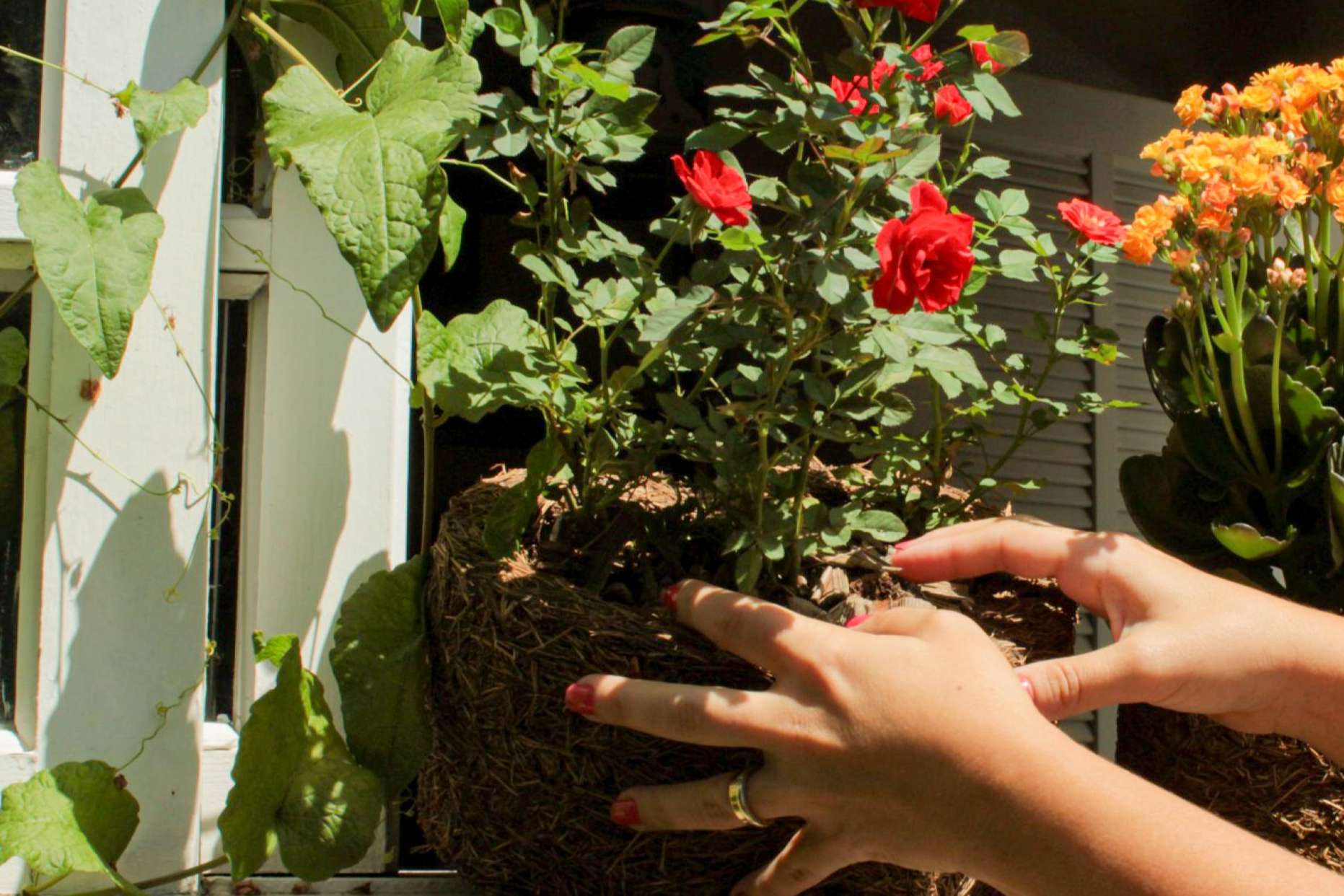 Sorteo de macetas biodegradables para colegios que tengan proyectos eco, con Biosolvit Spain