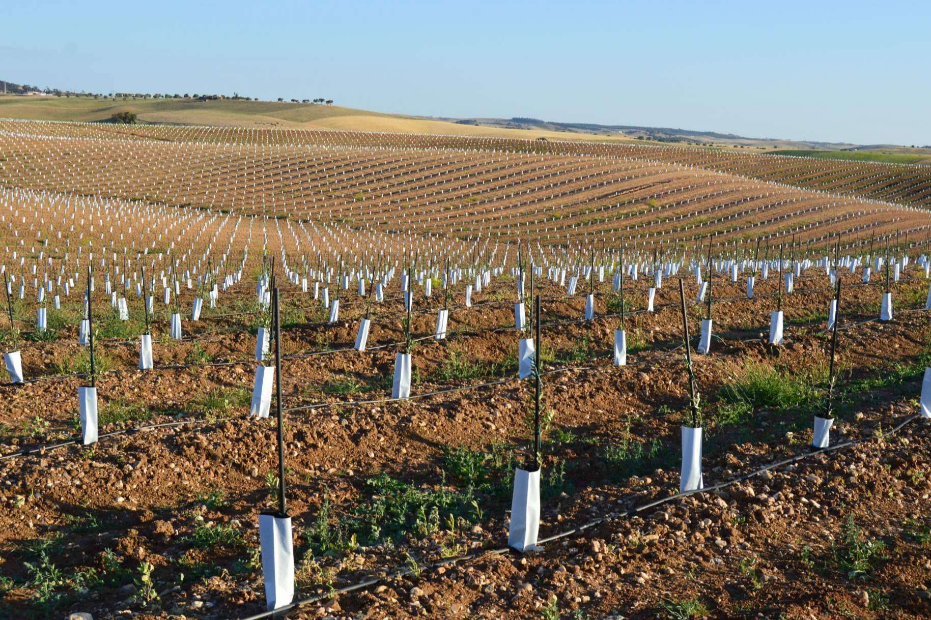 SAECO, suministros ecológicos y asesoramiento agrícola para potenciar y cuidar los cultivos