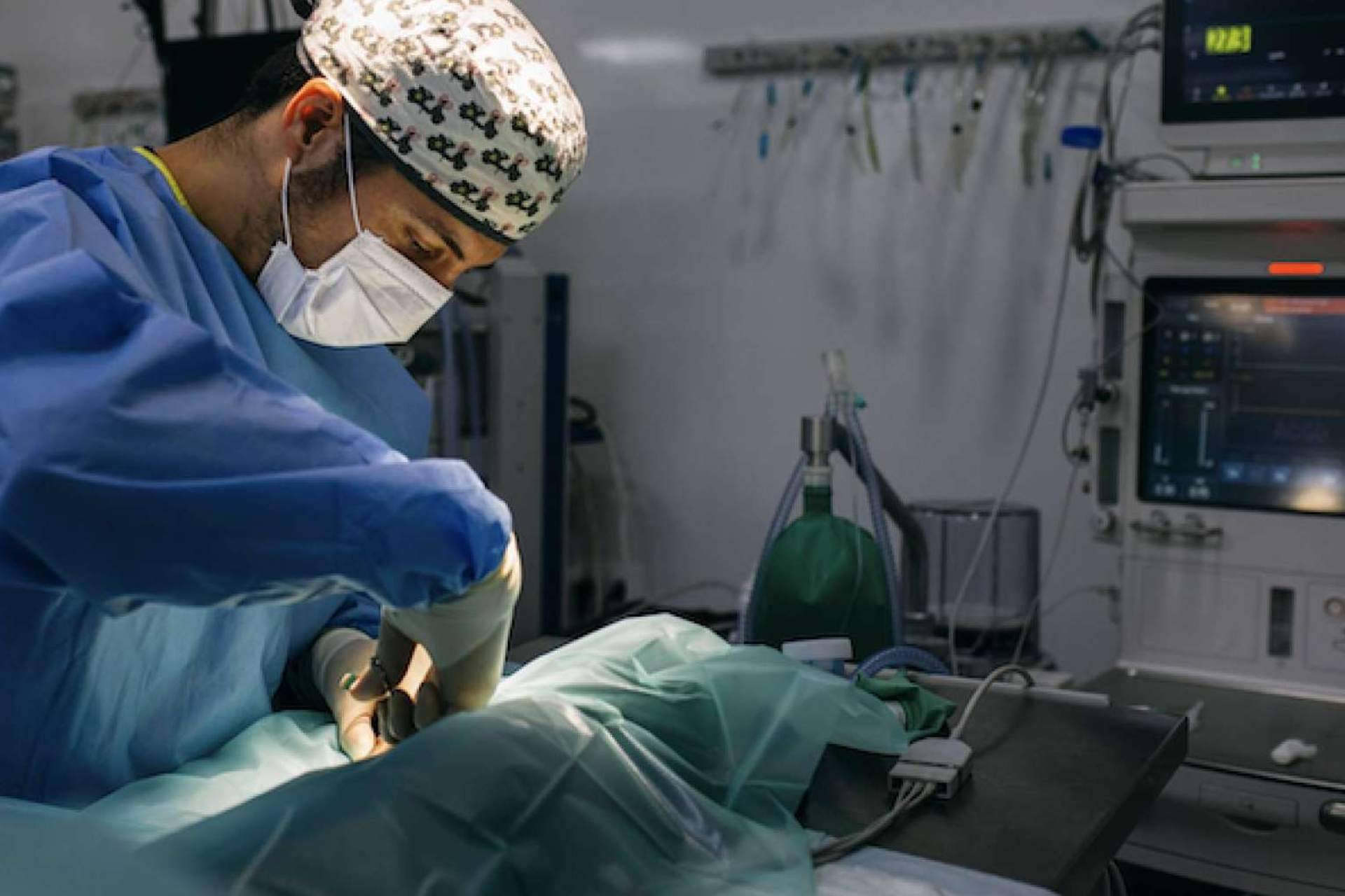 El Hospital Veterinario Privet lanza una campaña de esterilización en la comunidad de Madrid