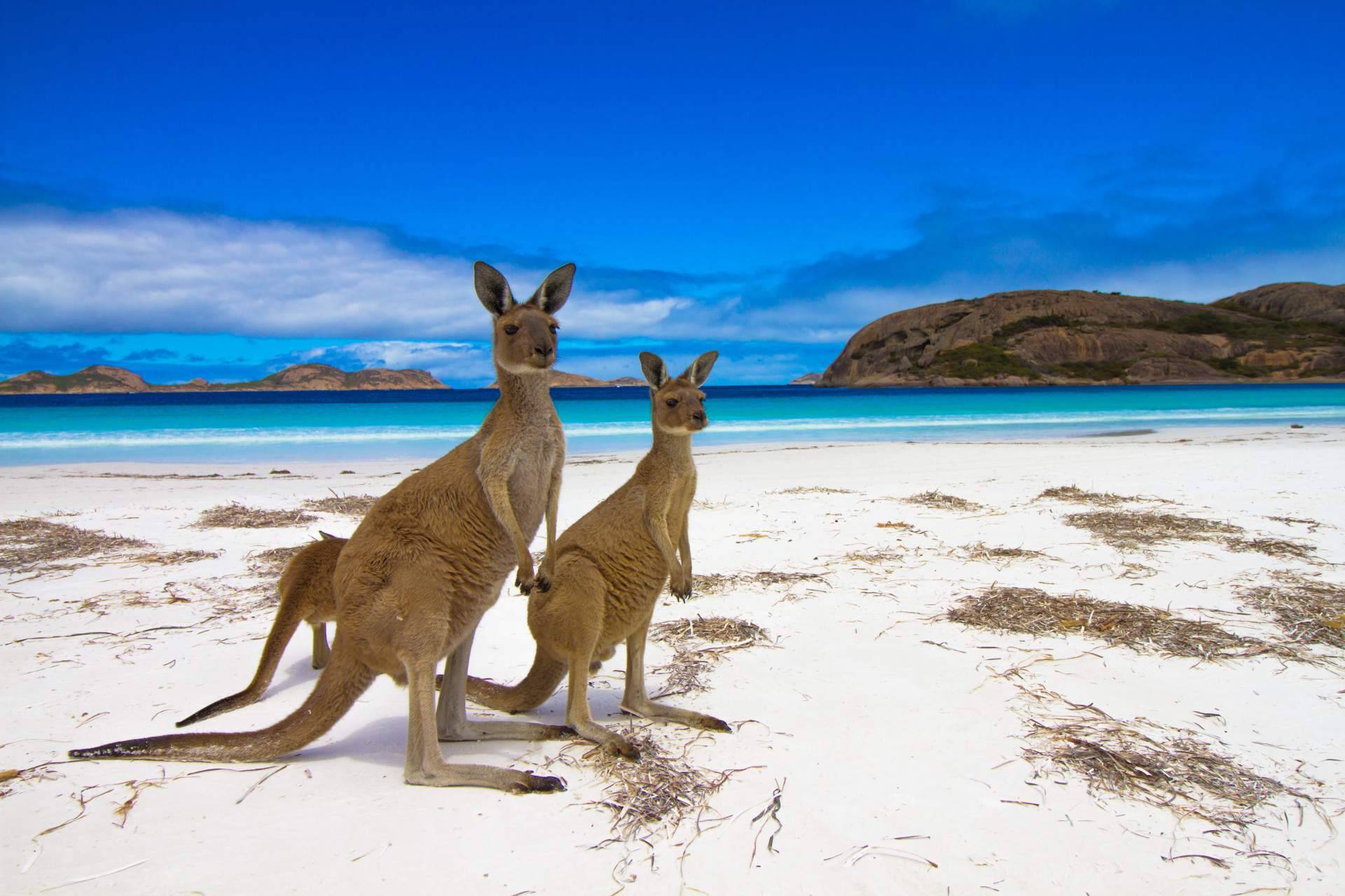 Australia Study ofrece asesoría para obtener la visa en Australia o encontrar el curso indicado para estudiar allí