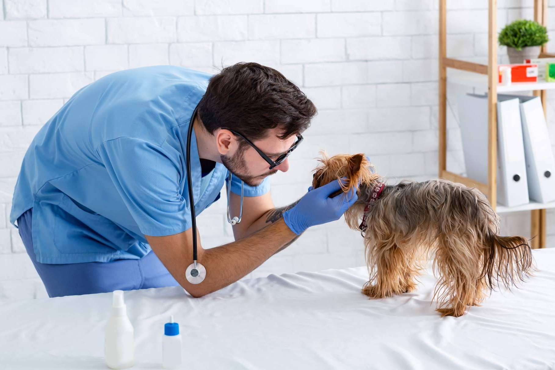 Vetformación responde si hace falta el bachillerato para ser auxiliar veterinario