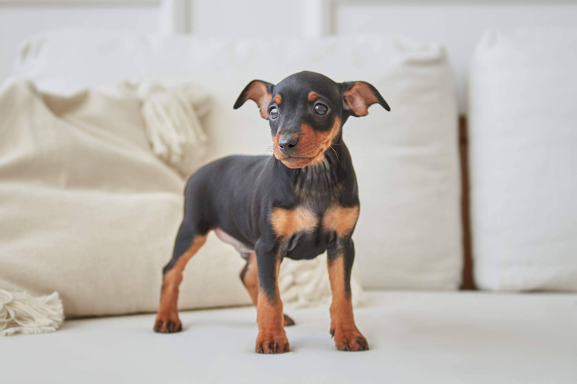 Cachorros del Valle dispone de mini pincher