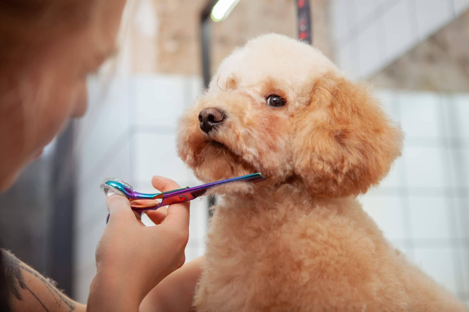 Razones por las que es fundamental llevar a la peluquería canina a los perros de pelo corto y no bañarlos en casa