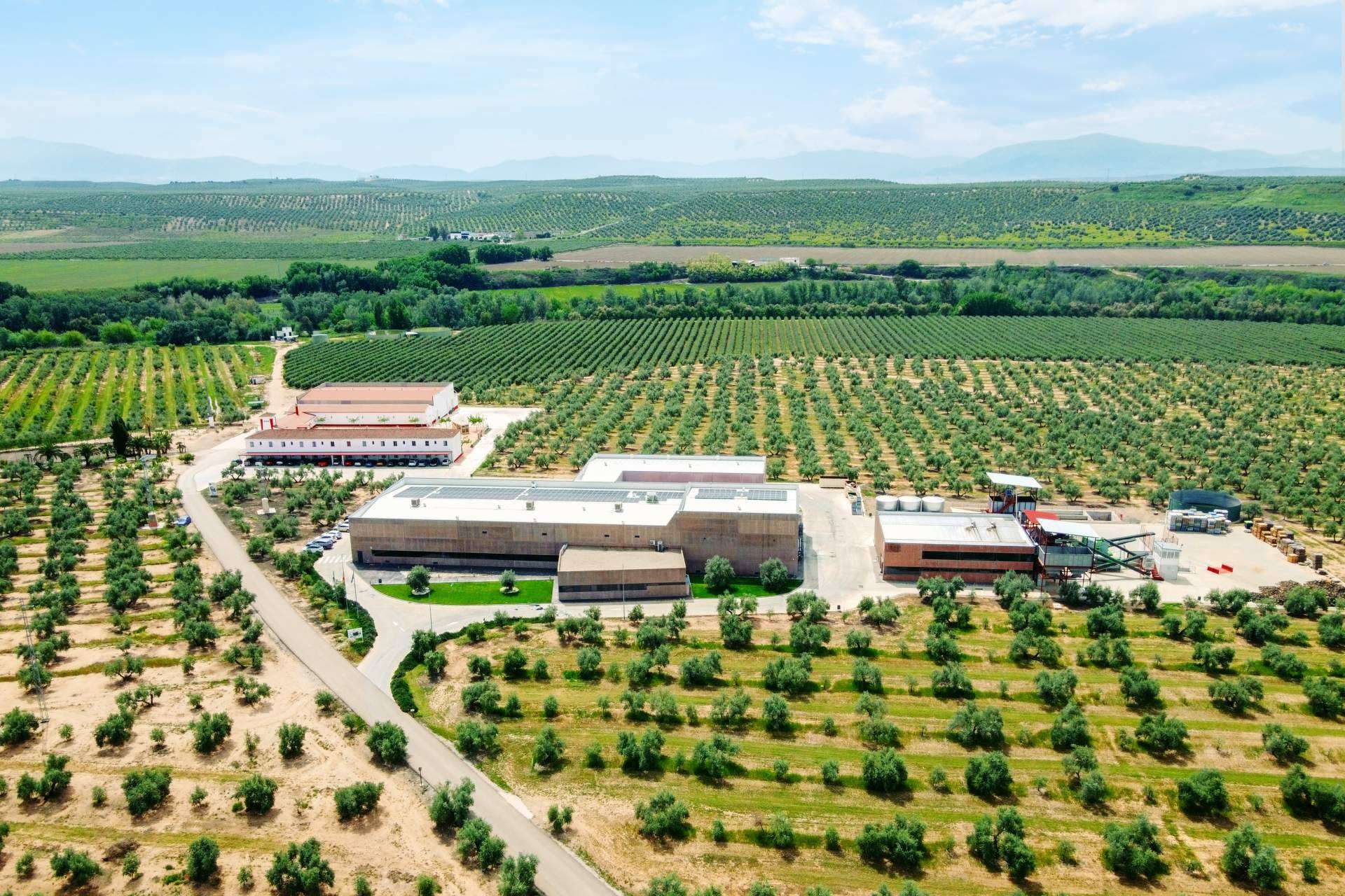 Comienza la nueva temporada de los aceites de oliva, con los AOVE tempranos de Aires de Jaén