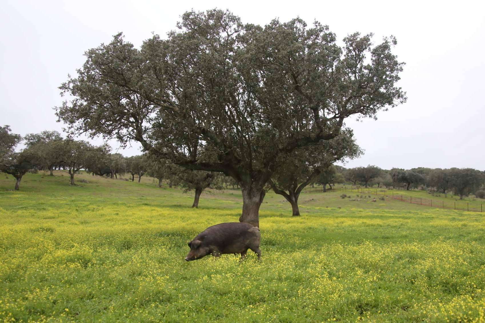 Empresa sostenible de jamón de bellota de calidad, Don Ibérico